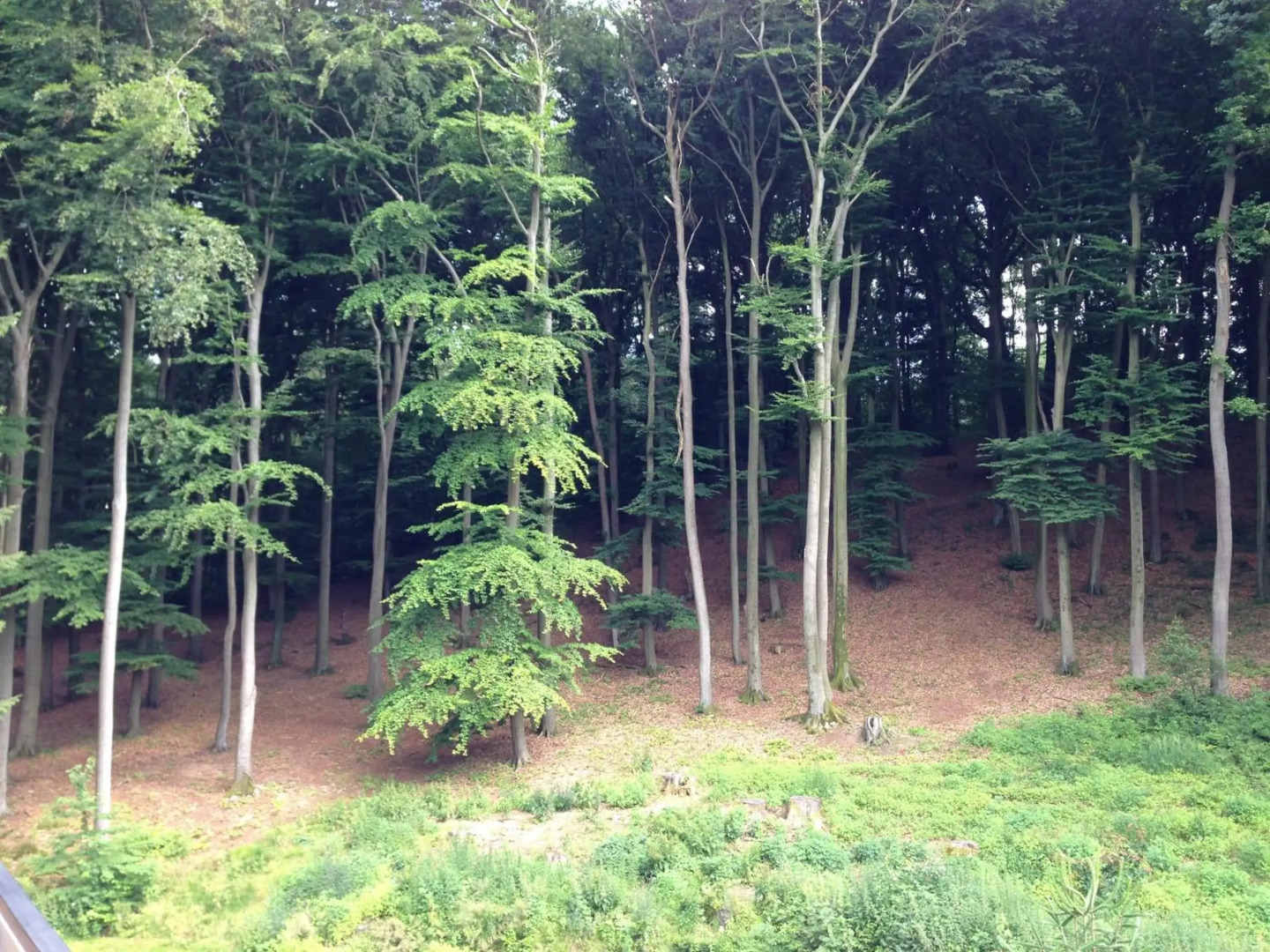 Waldhotel Porta Westfalica garni