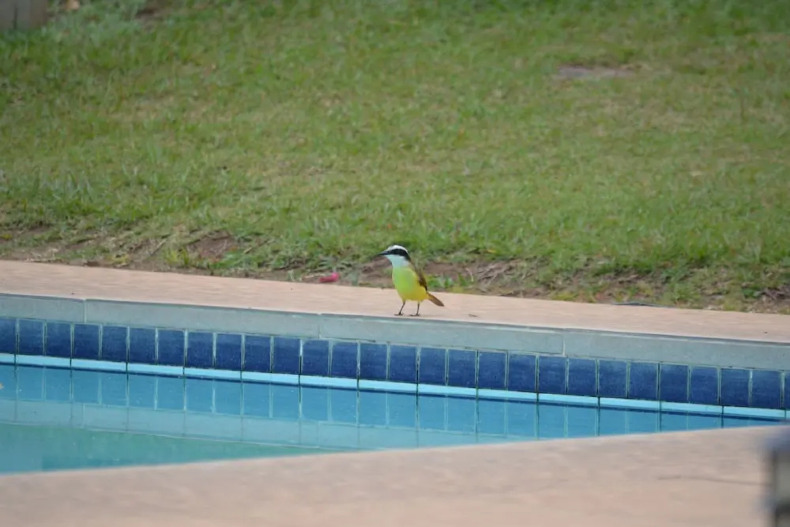 Pantanal Ranch Meia Lua