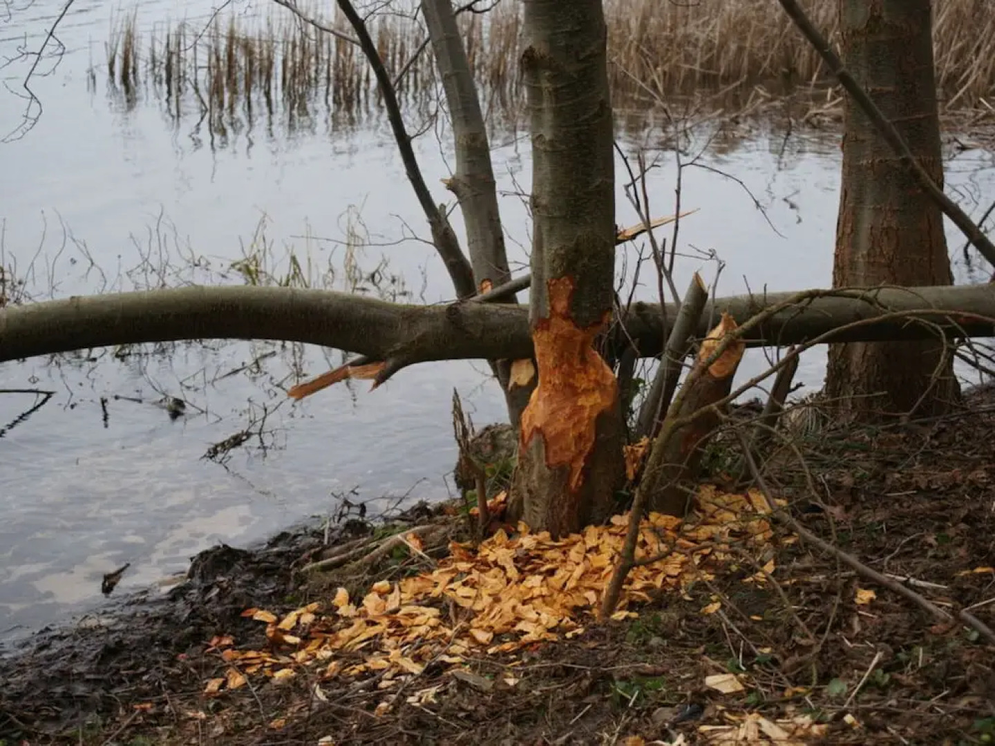 Classy Apartment in Ferchesar