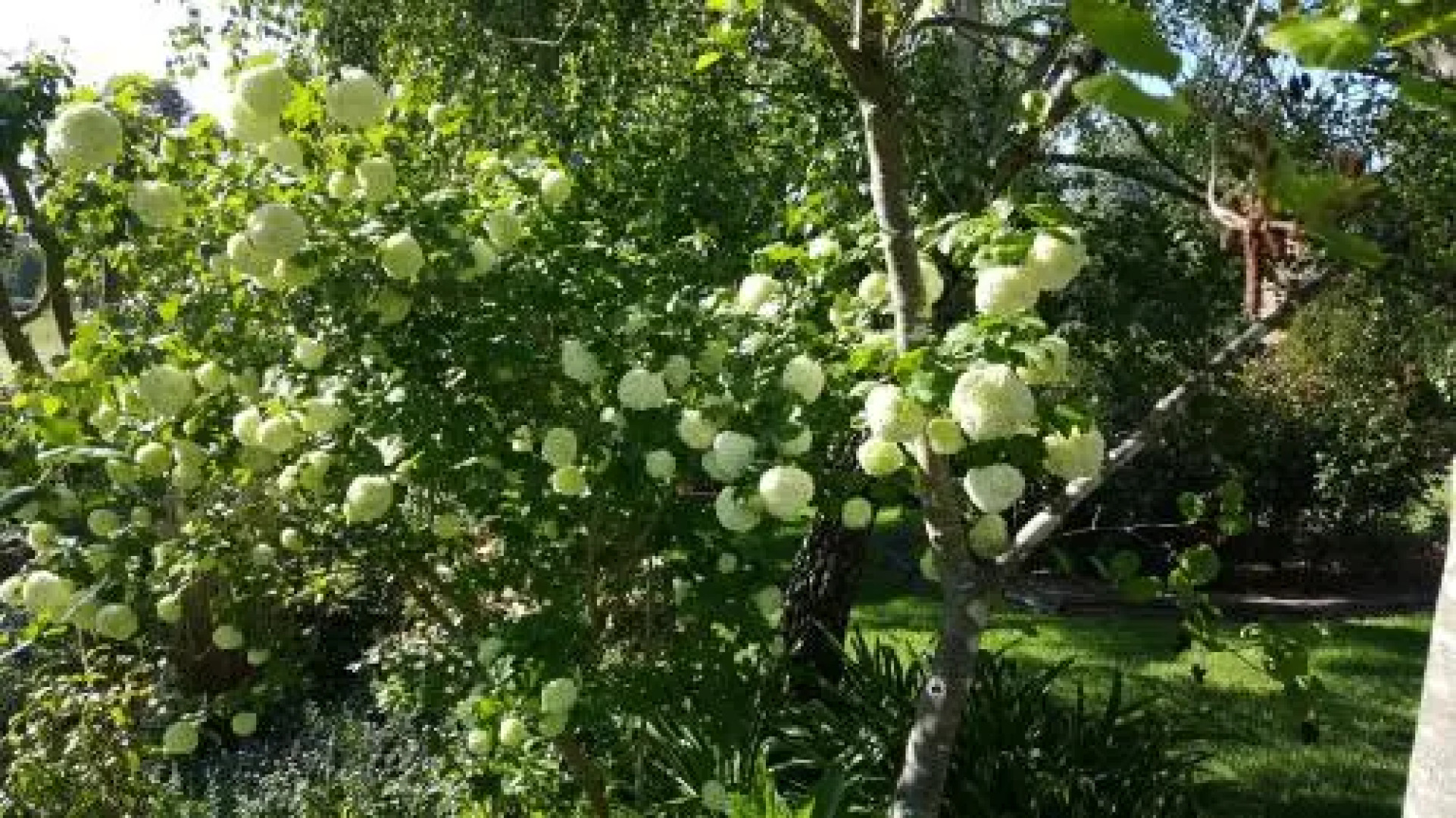 Wisteria Lodge Bed and Breakfast