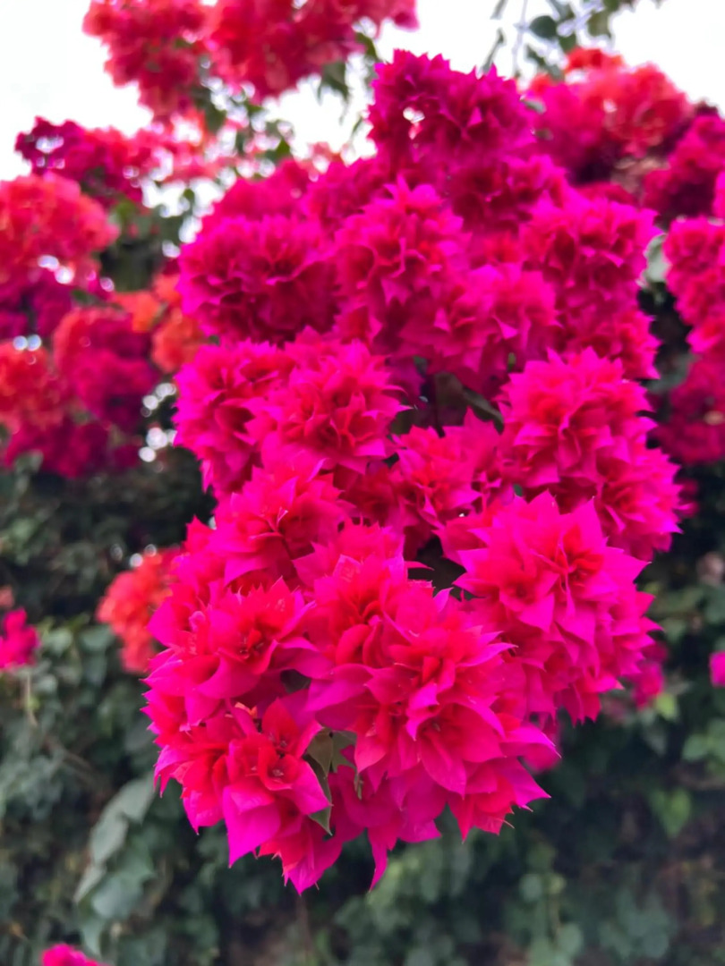 PINOKKIO B&B Restaurant