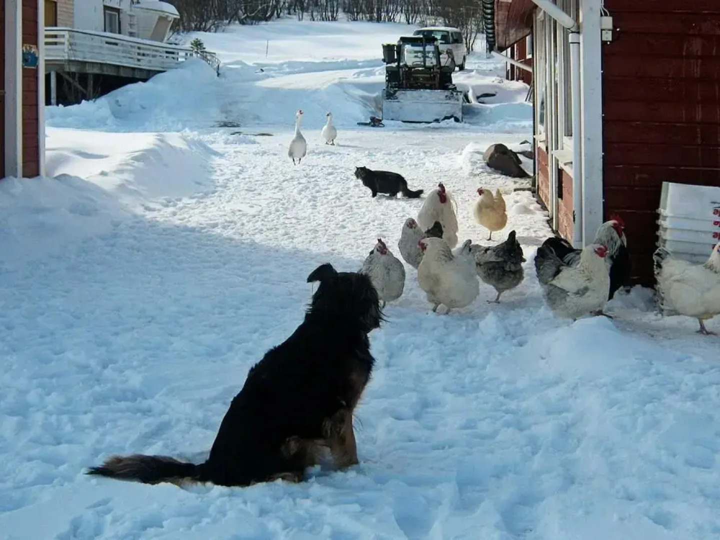 Three-Bedroom Holiday Home in Hamnvik 1