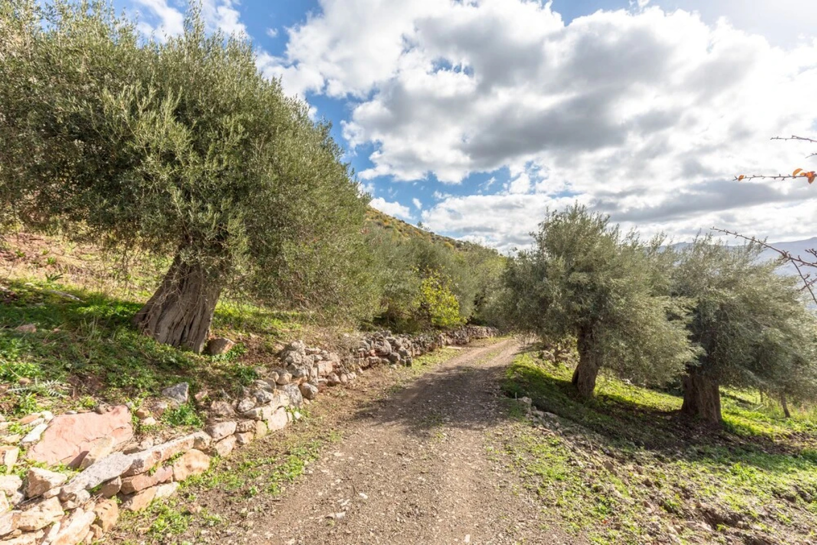 Rocca di Mezzogiorno - Fiordaliso