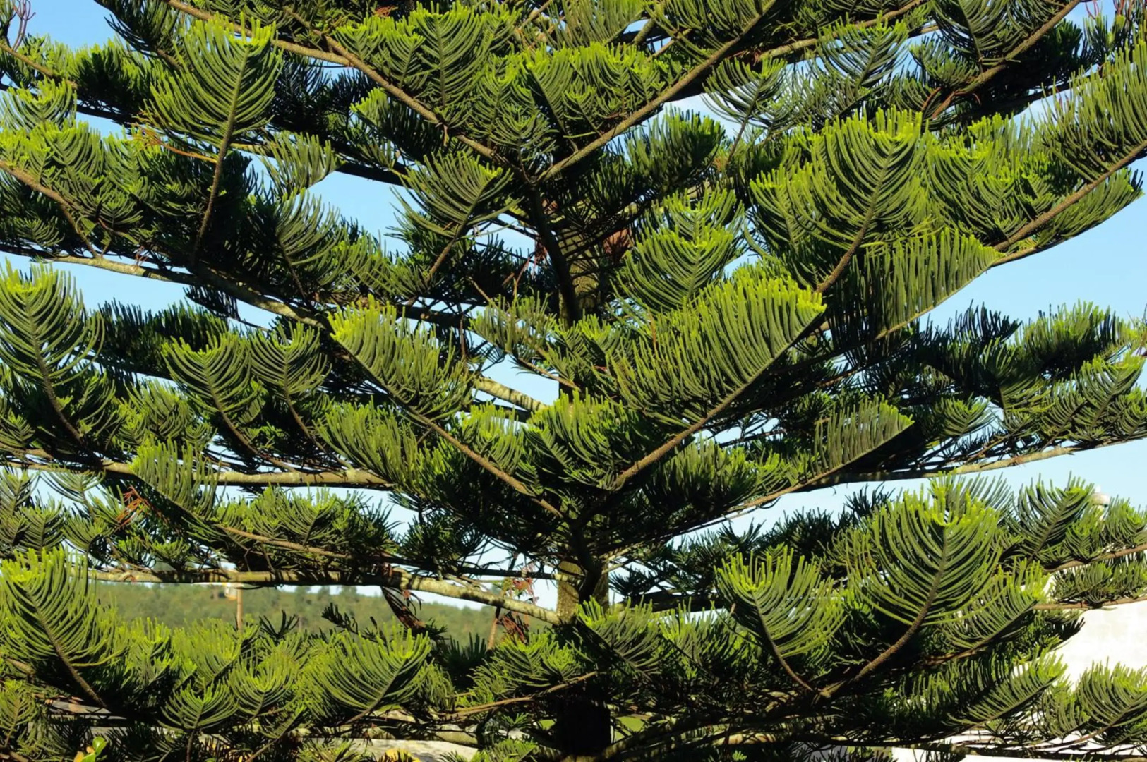 Palacio Arias and Hotel y Apartamentos Arias