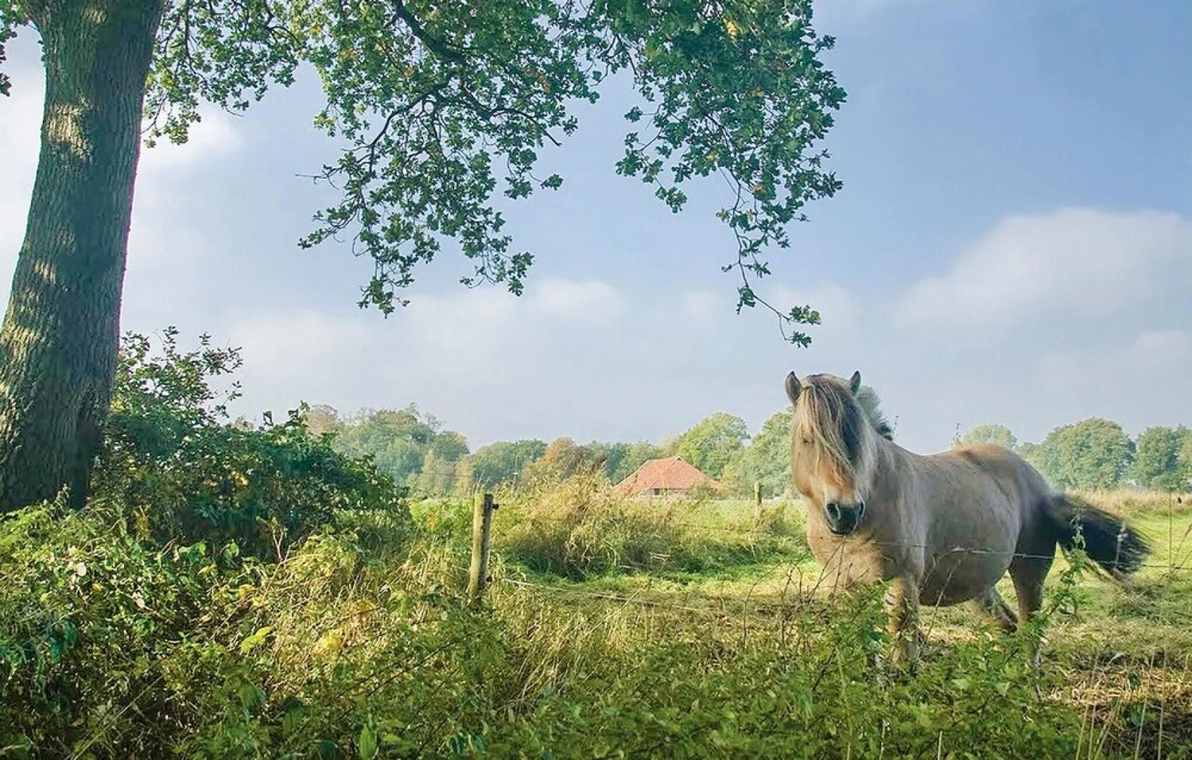 Nice Home in Vlagtwedde With 3 Bedrooms, Indoor Swimming Pool and Swimming Pool