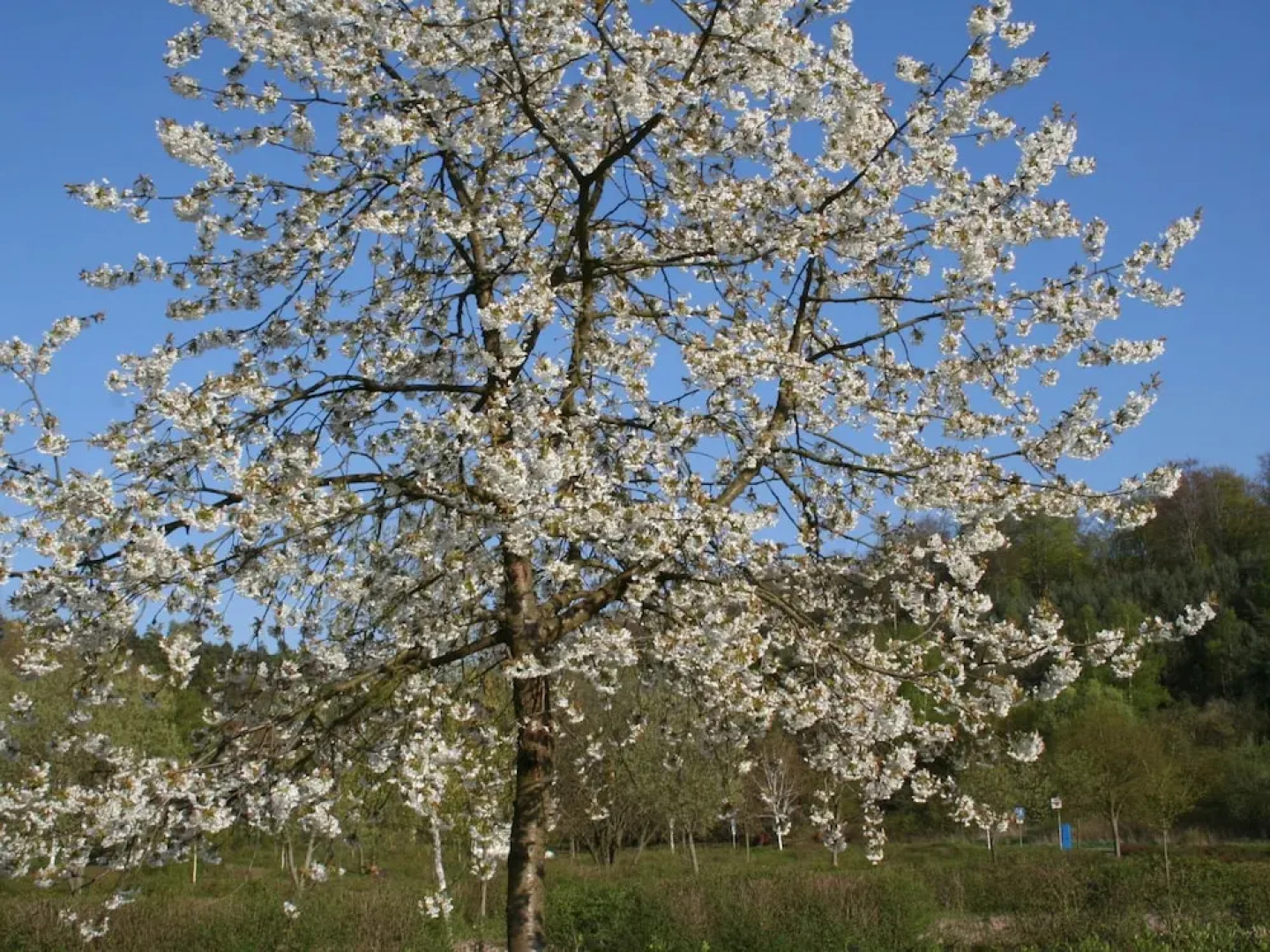Alluring Apartment near Lake Edersee in Half Timbered House with Terrace