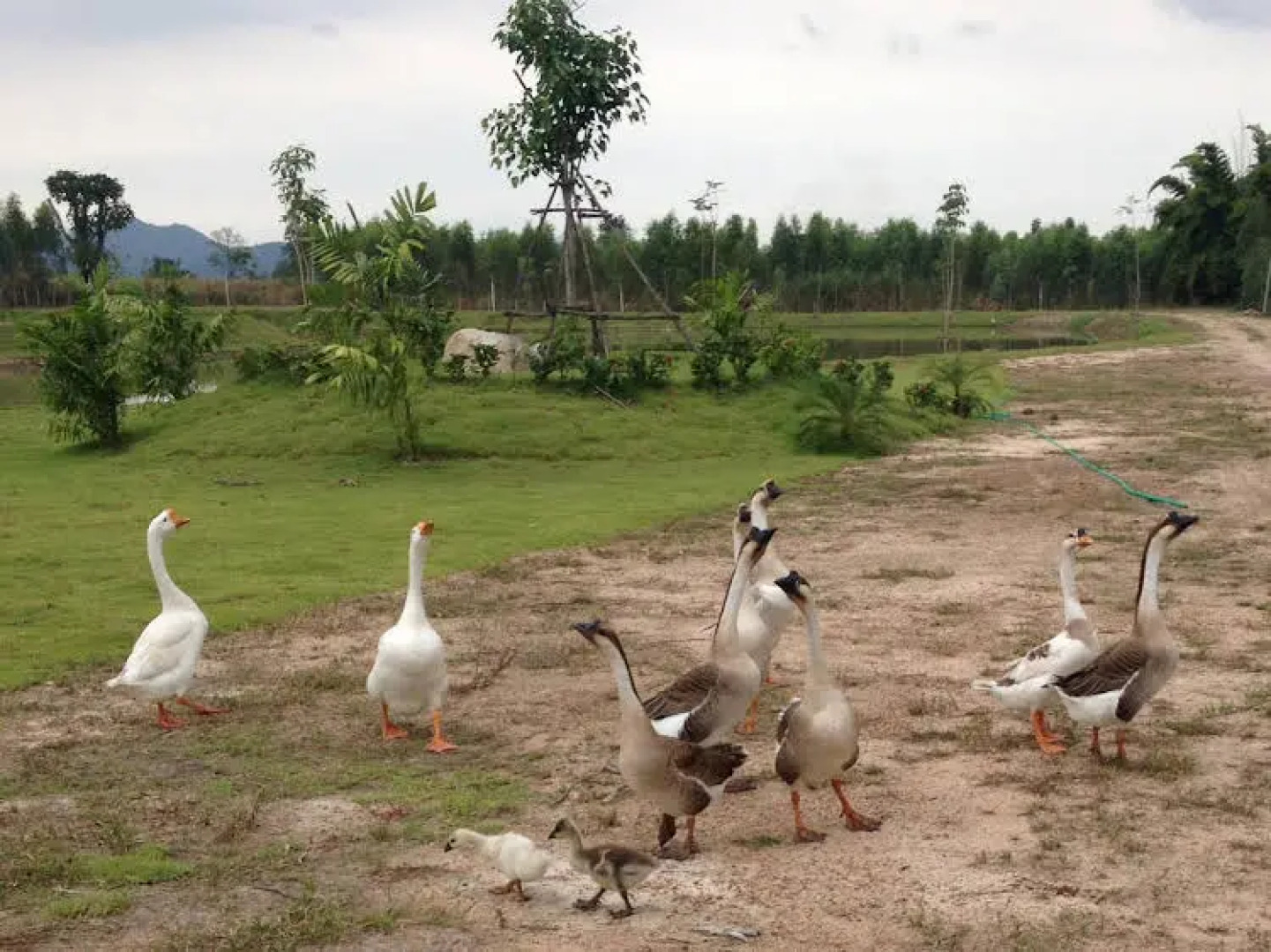 Burano Resort Suanphung