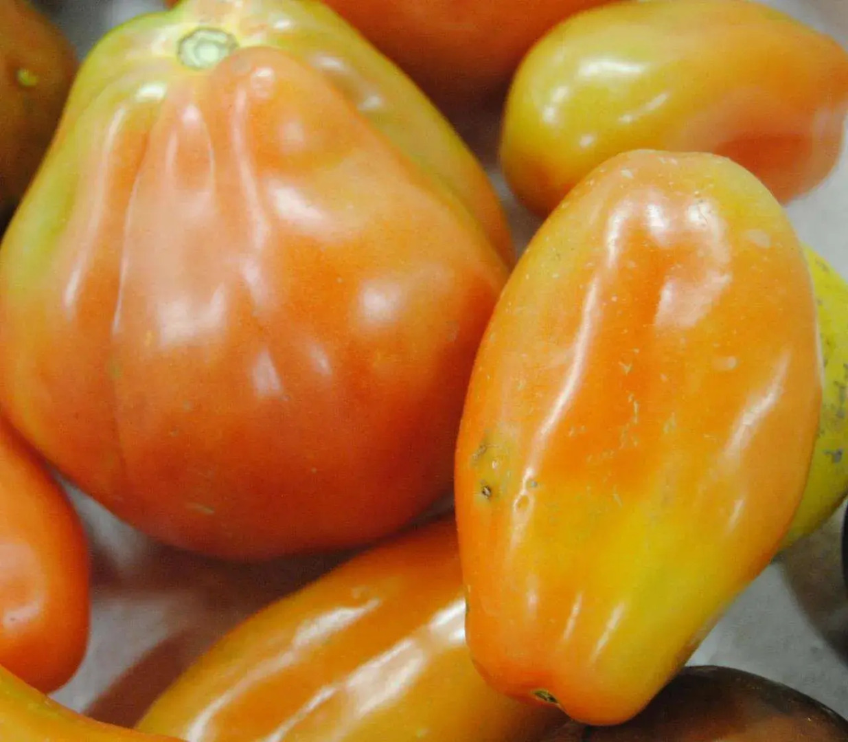 Cascina Bosco Gerolo