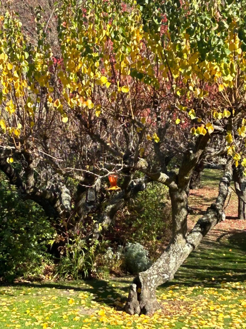 The Prospector on Miners