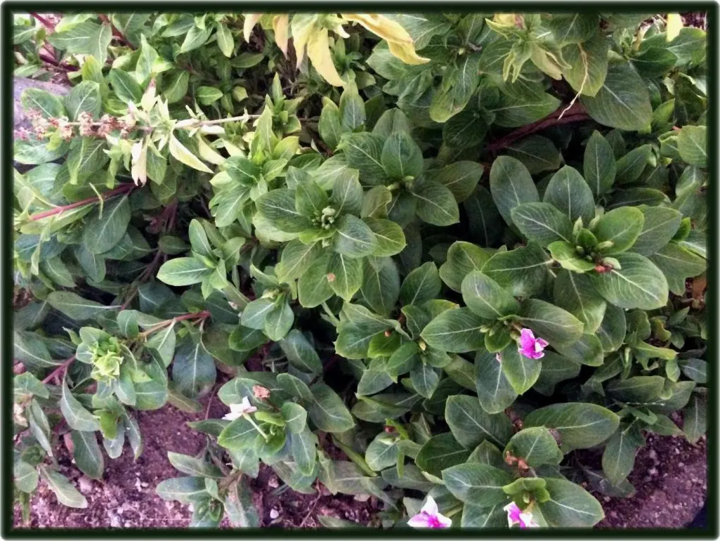 Room in Guest Room - Camp - Santos Cabana Constanza