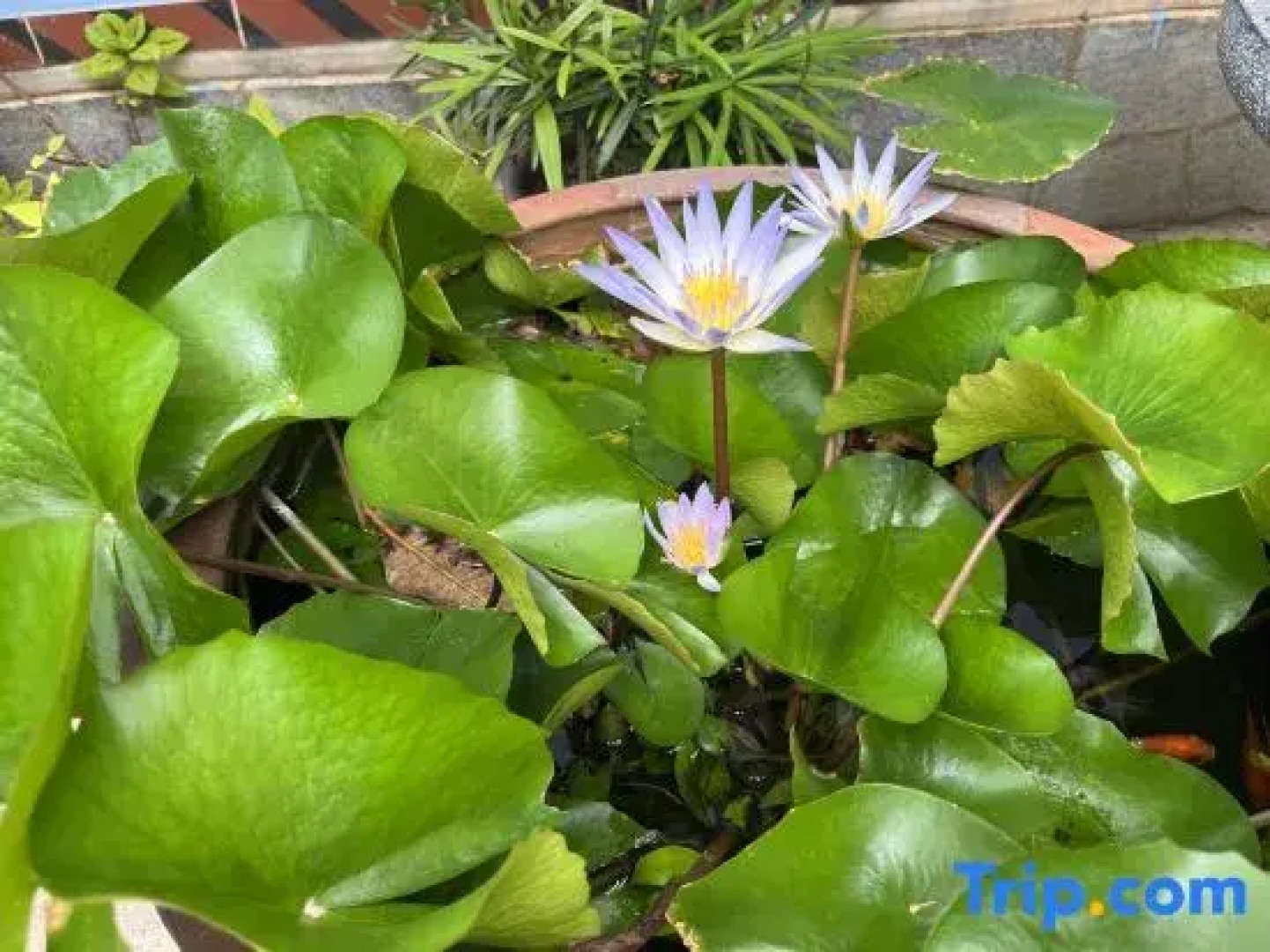 Zhu Shan Grandee B&B