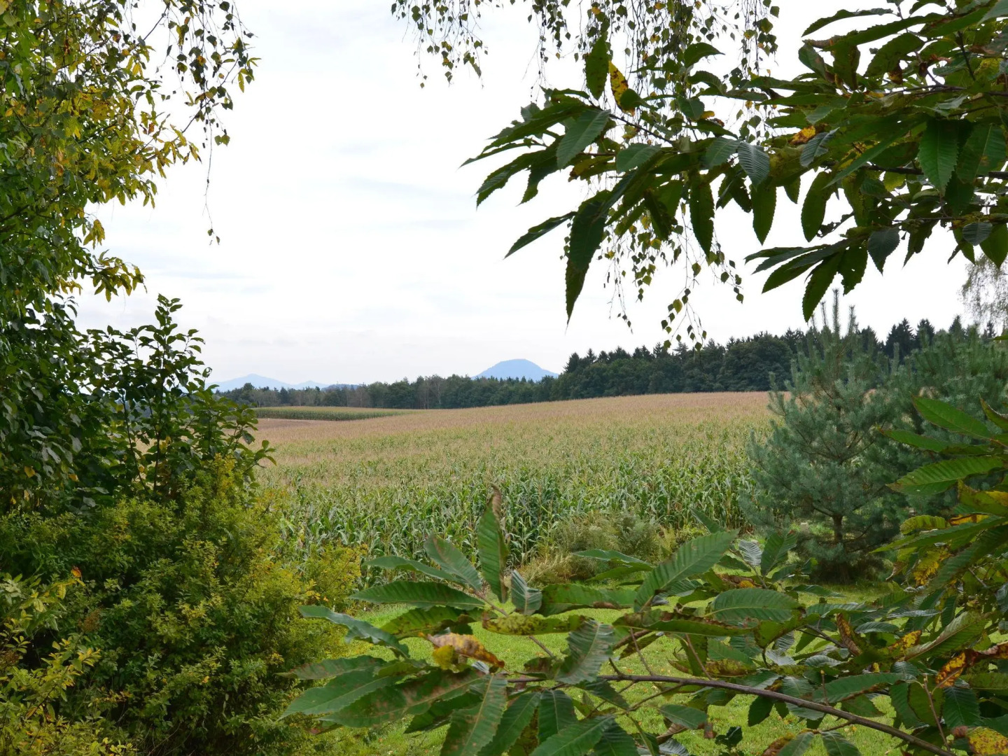 Modern Apartment in Reinhardtsdorf-Schöna near Ski Slopes