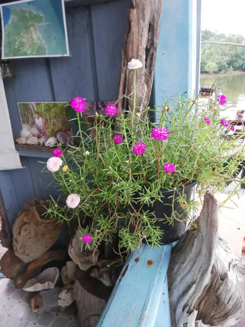 Sea House Guest House