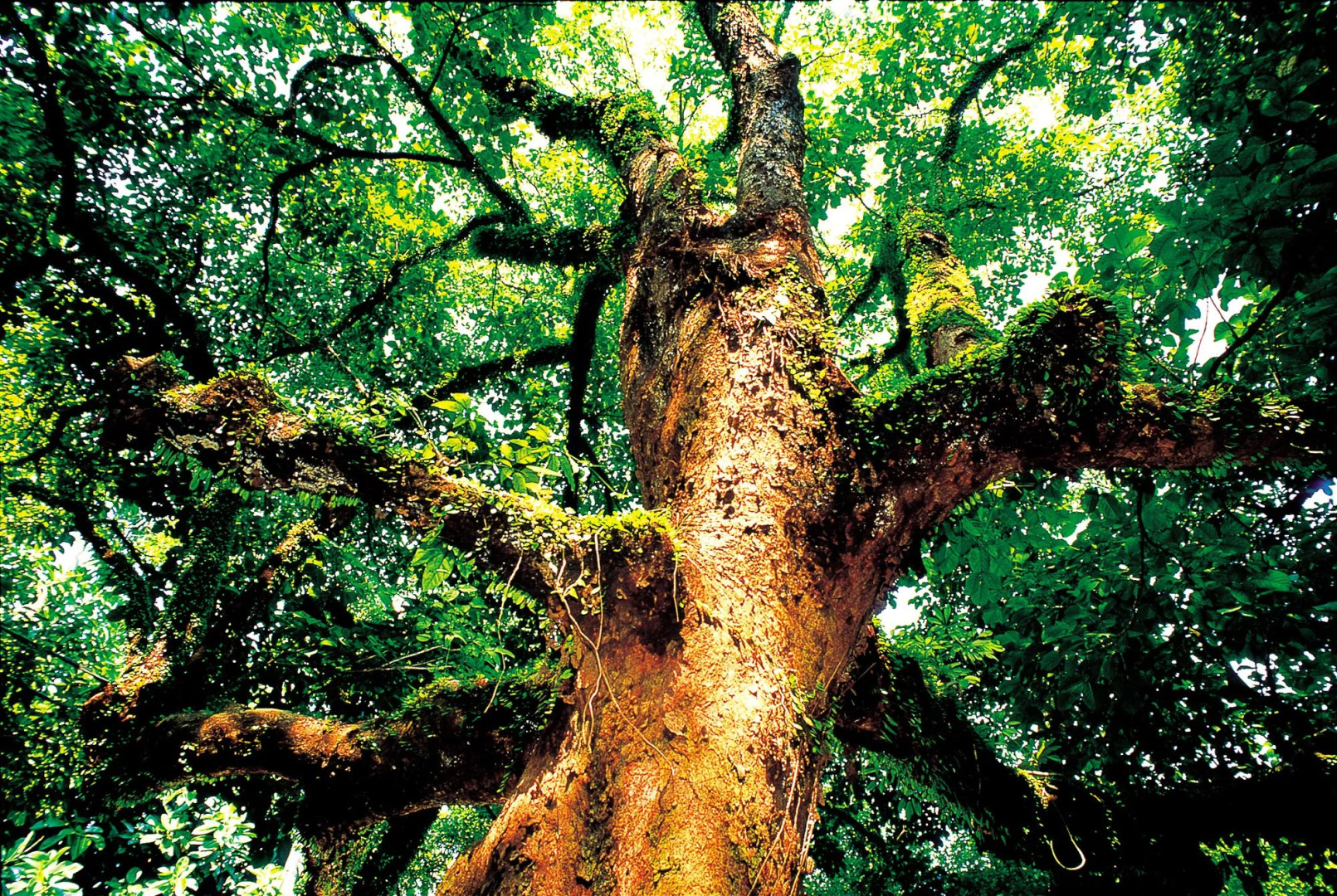 The Great Roots Forestry SPA Resort