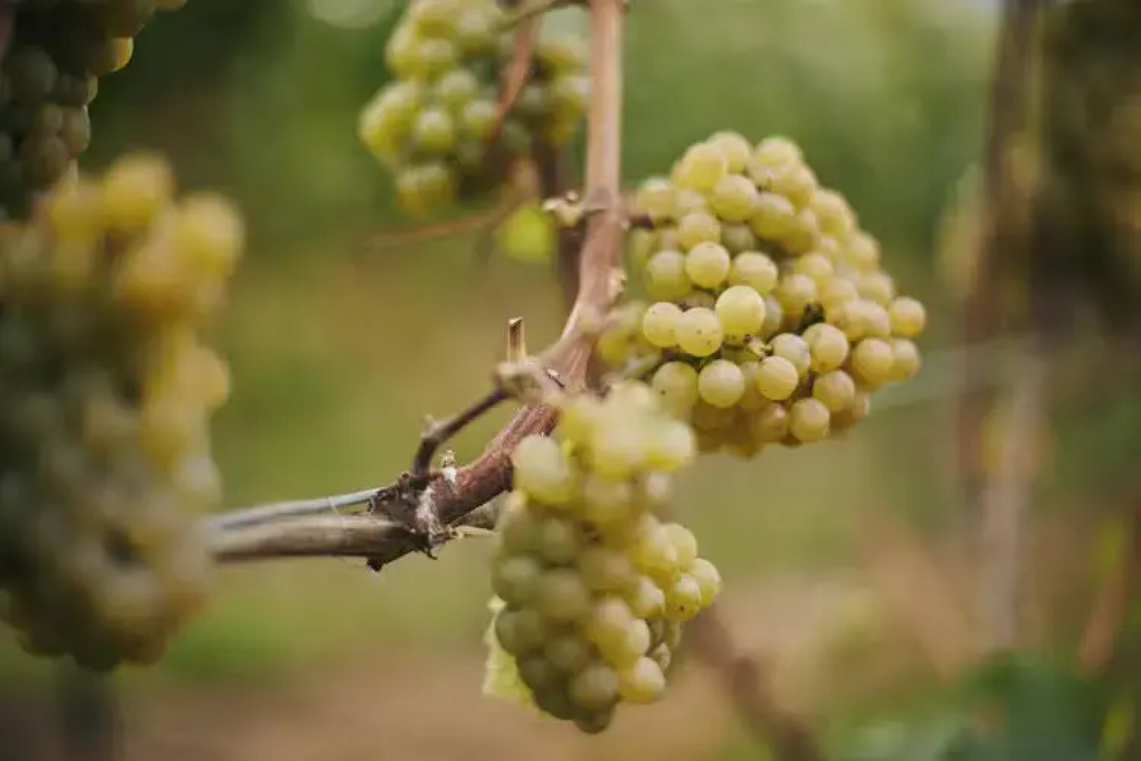 Weingut & Weinparadies Meyerhof