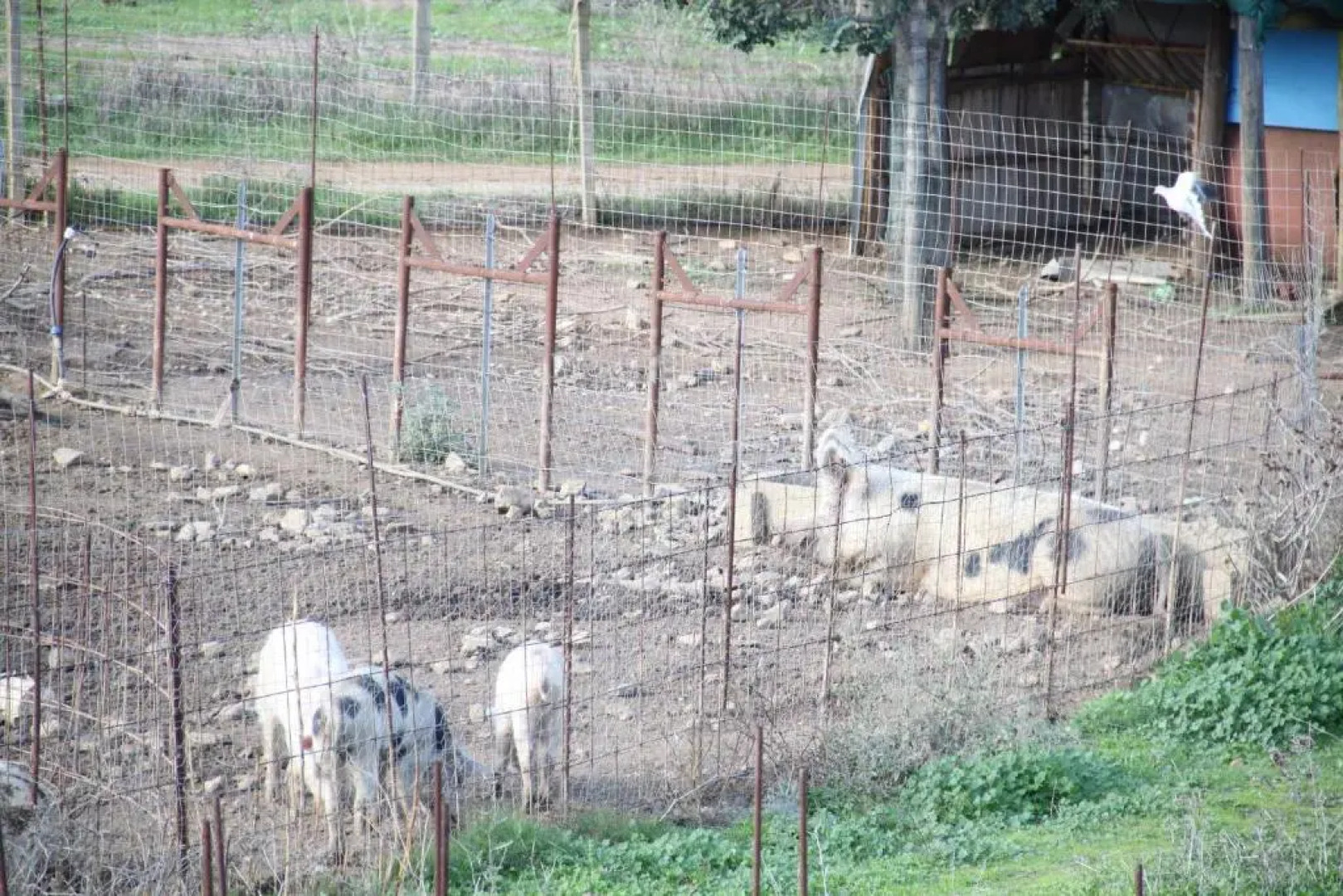 Agriturismo Su Pinnatu