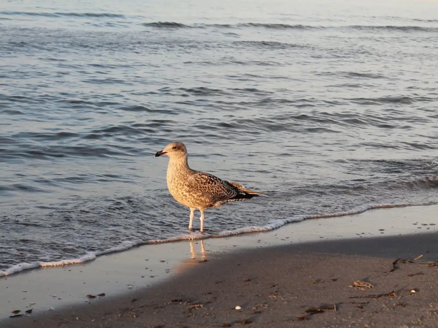 Graceful Apartment With Terrace, Garden Furniture, Parking