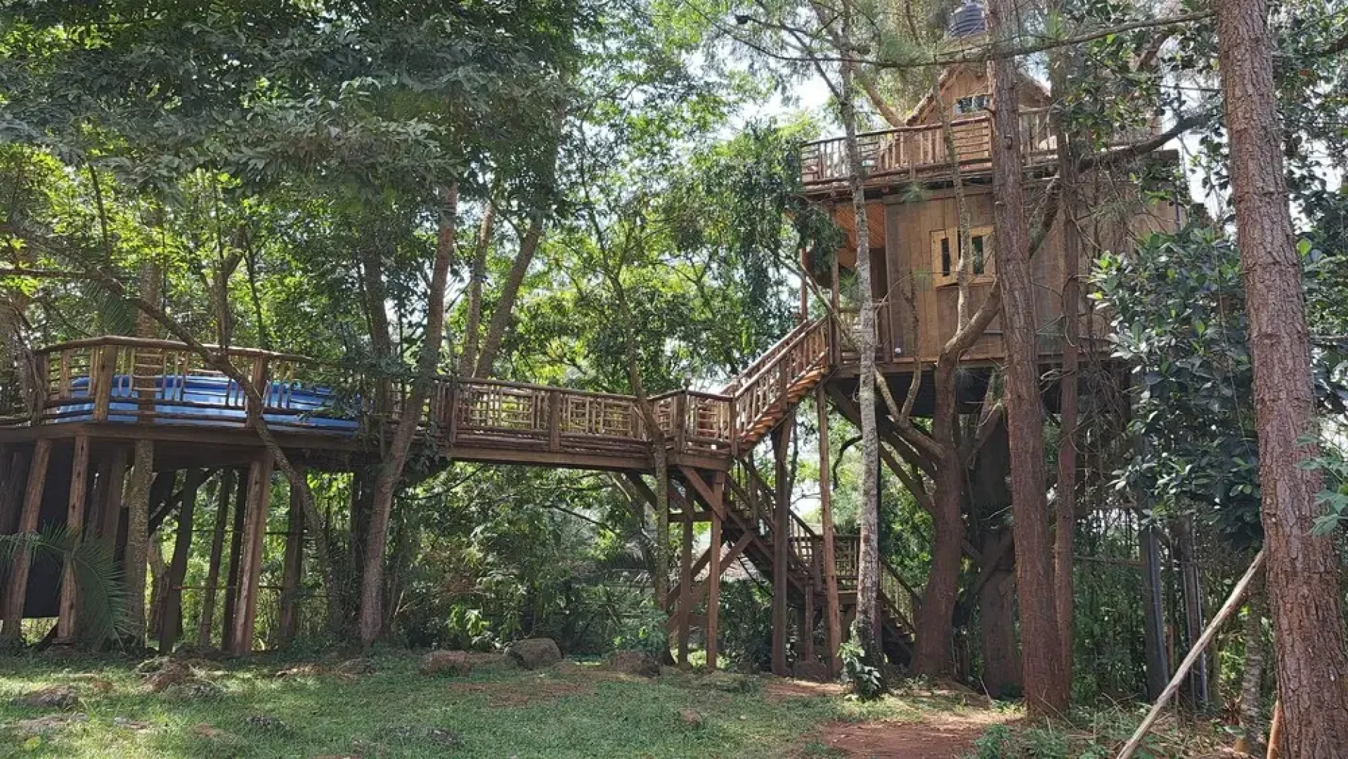 Tree House with a Pool