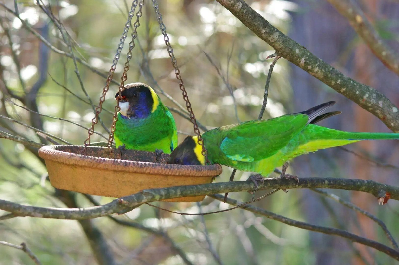 Yelverton Brook Conservation Sanctuary