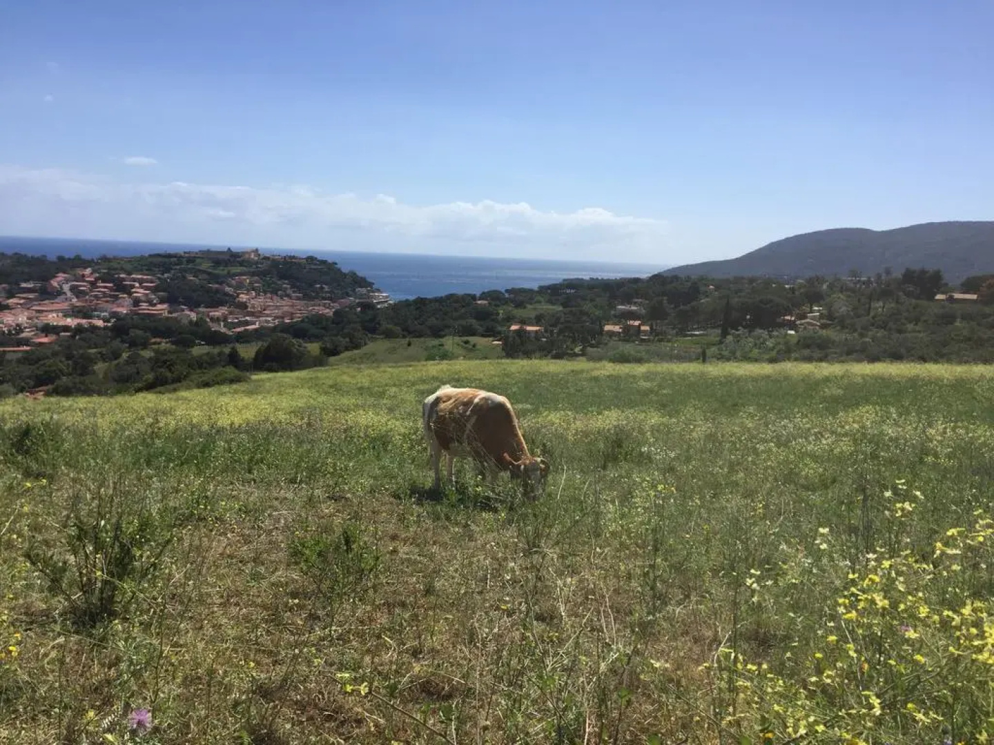 La Mandolaia