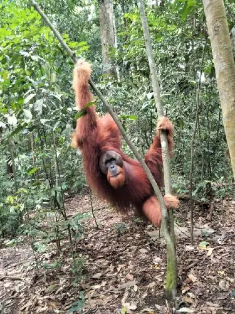 Batu Mandi Guest House Bukit Lawang
