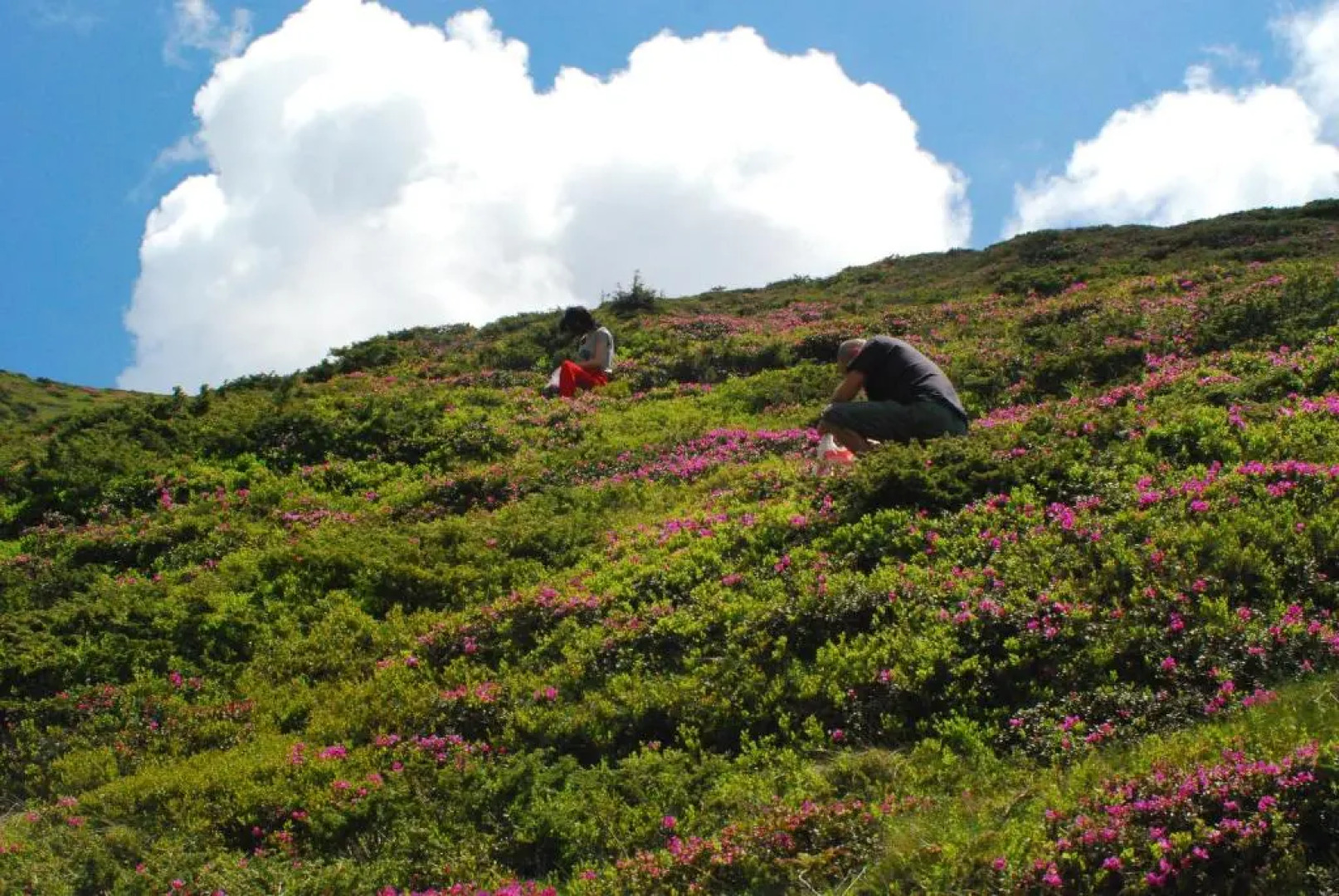 Cabana Suprema Armonie