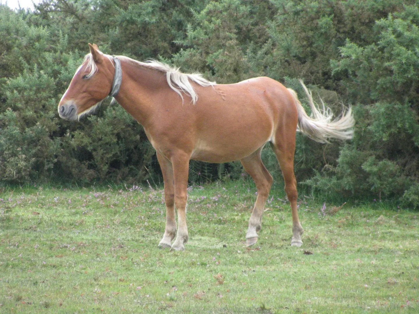 Leyland Country House
