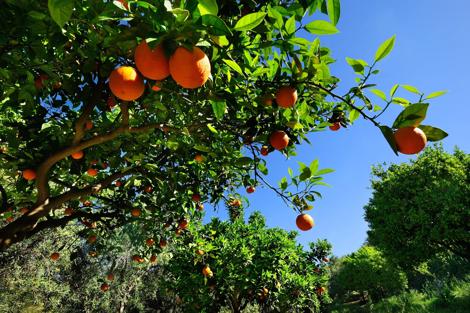 Kallikoros Country Resort & Spa