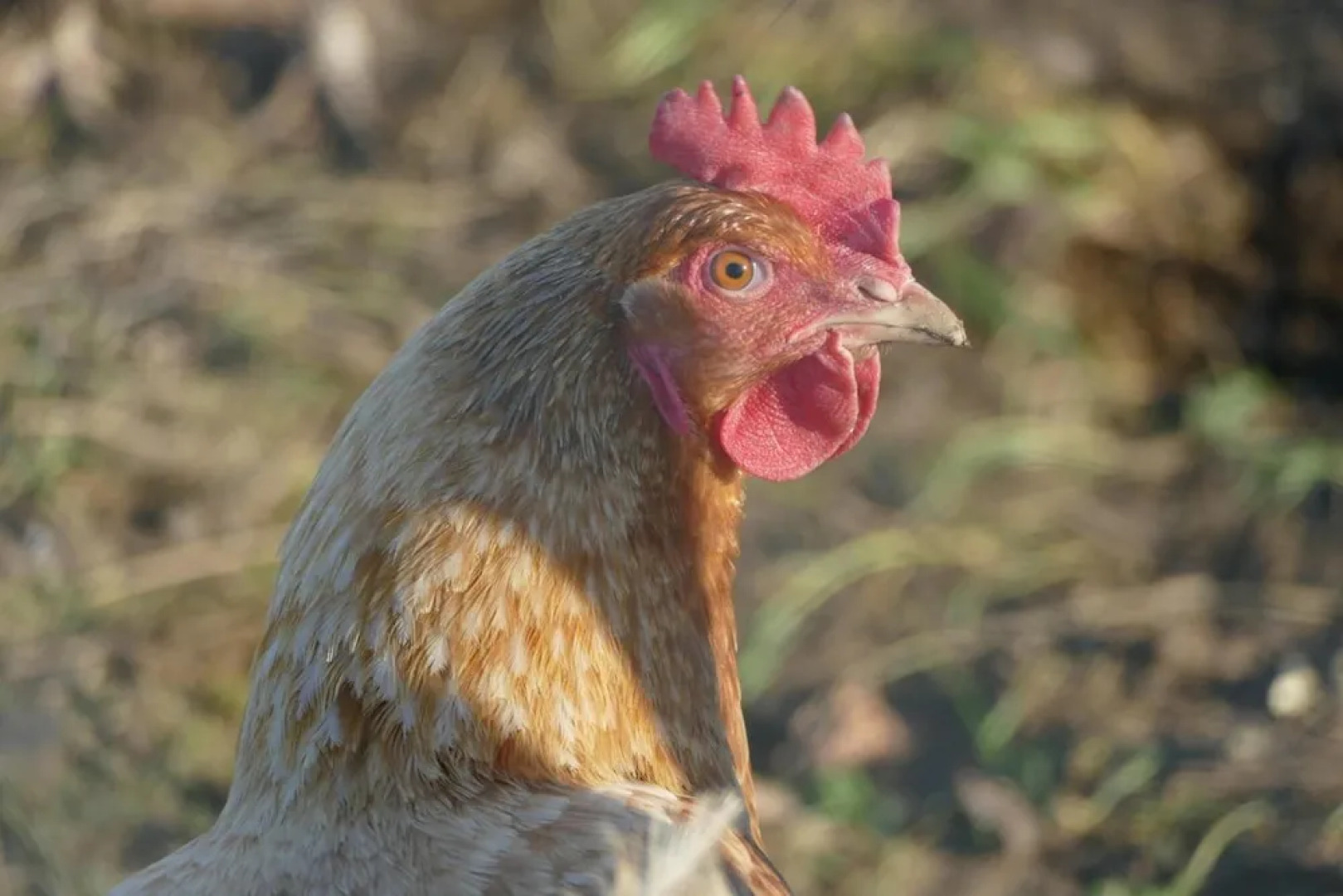 East Hillerton Lodge