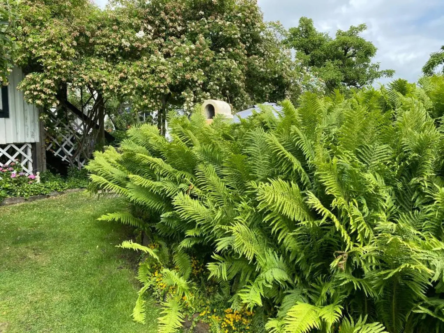 B&B Bland ormbunkar och rosor