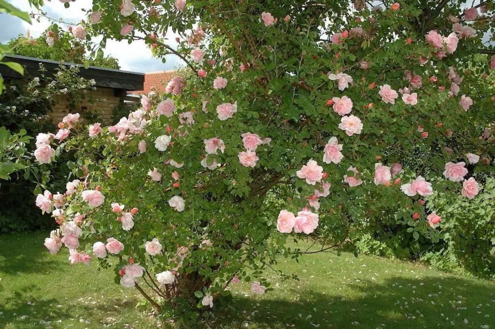 Rose-House Hillerød
