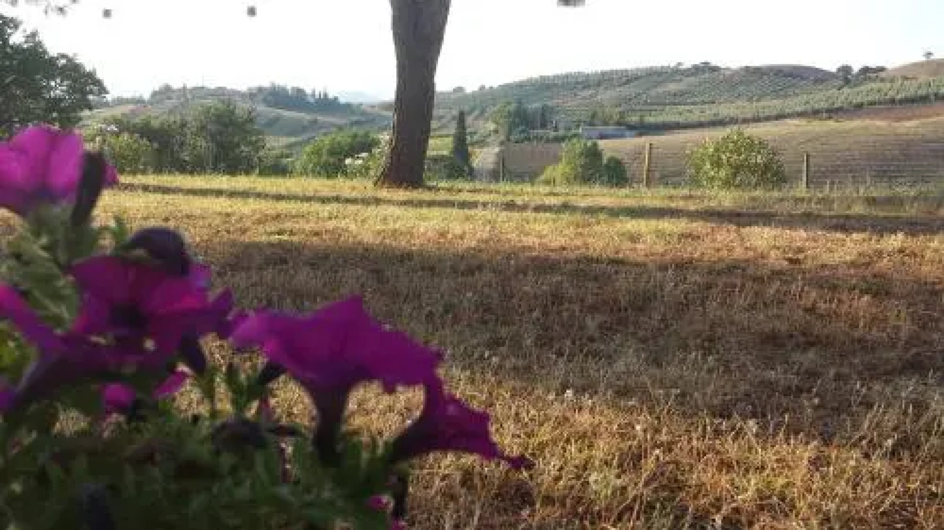 Agriturismo Podere Selvette