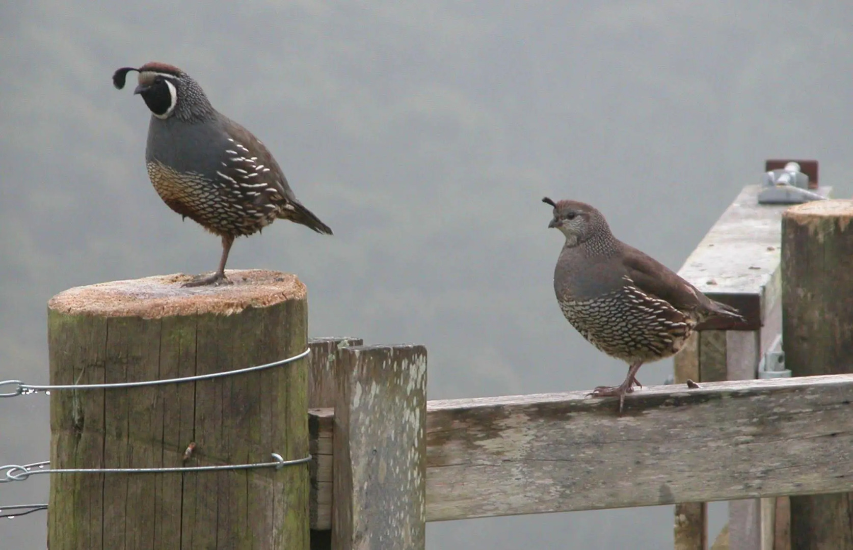 Westwind Homestay B & B