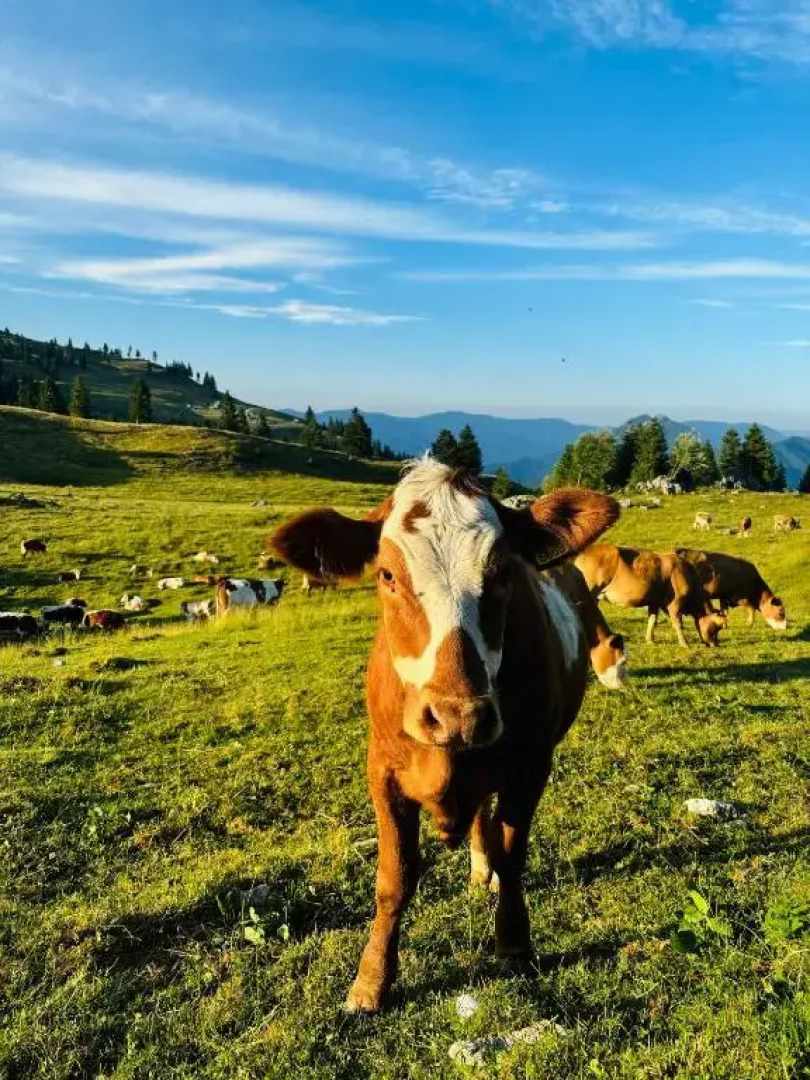 Domžalski Dom Na Mali Planini