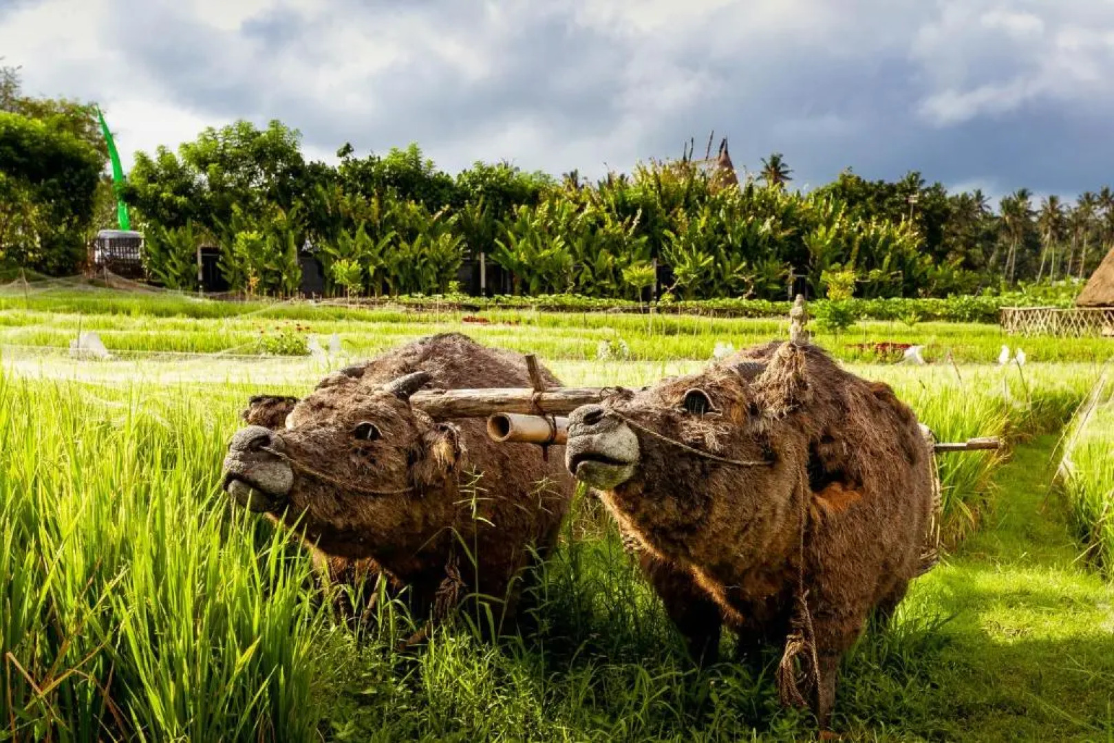 Maha Gangga Valley by ecommerceloka