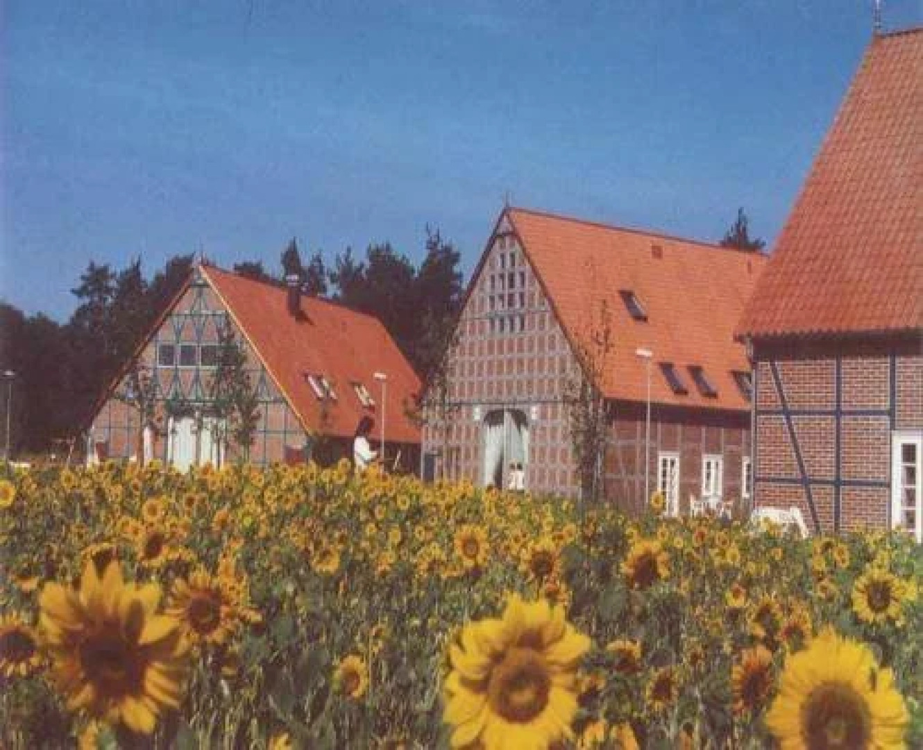 Rundlingsdorf Sagasfeld