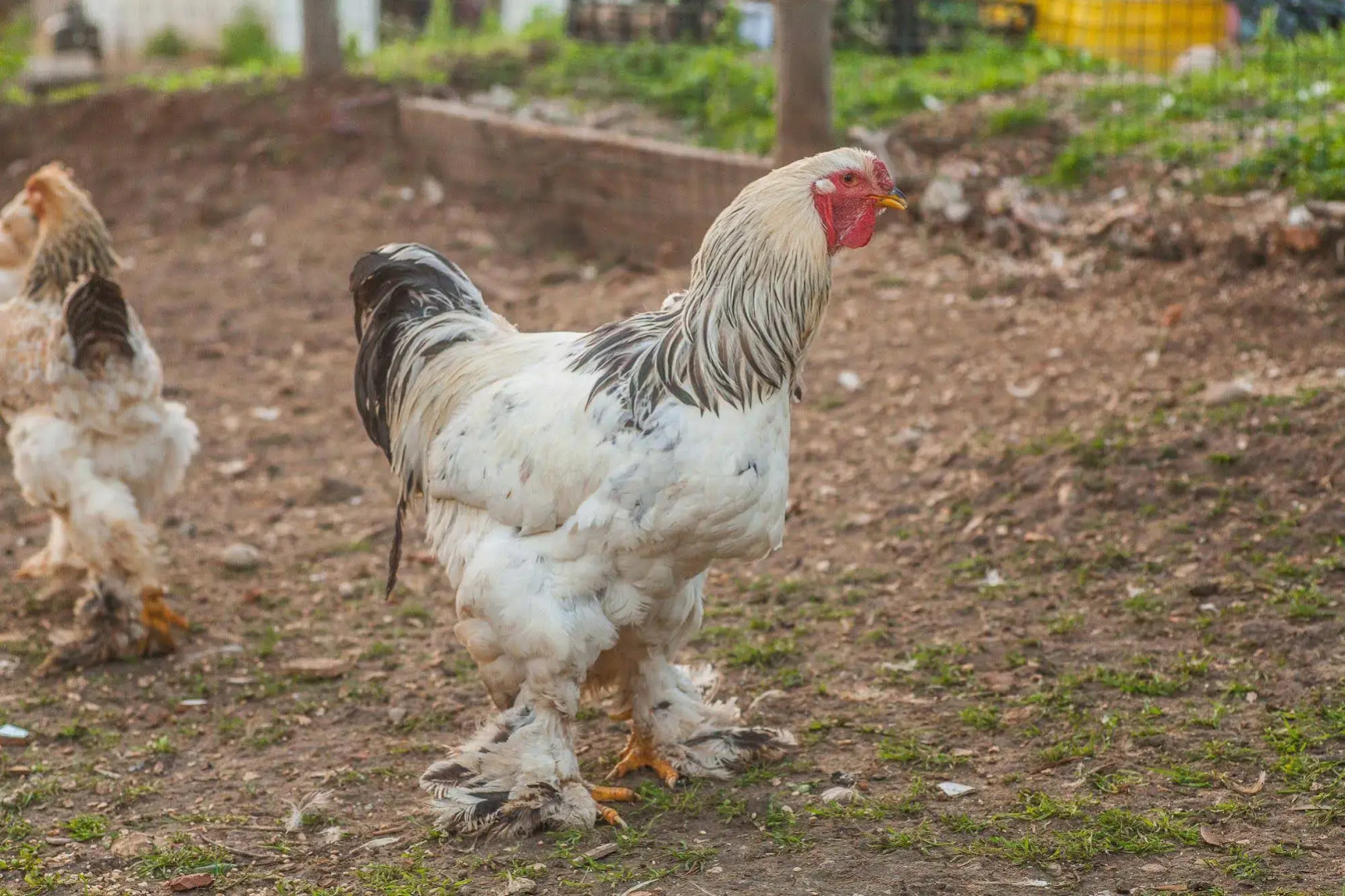 Il Gallo con gli Stivali