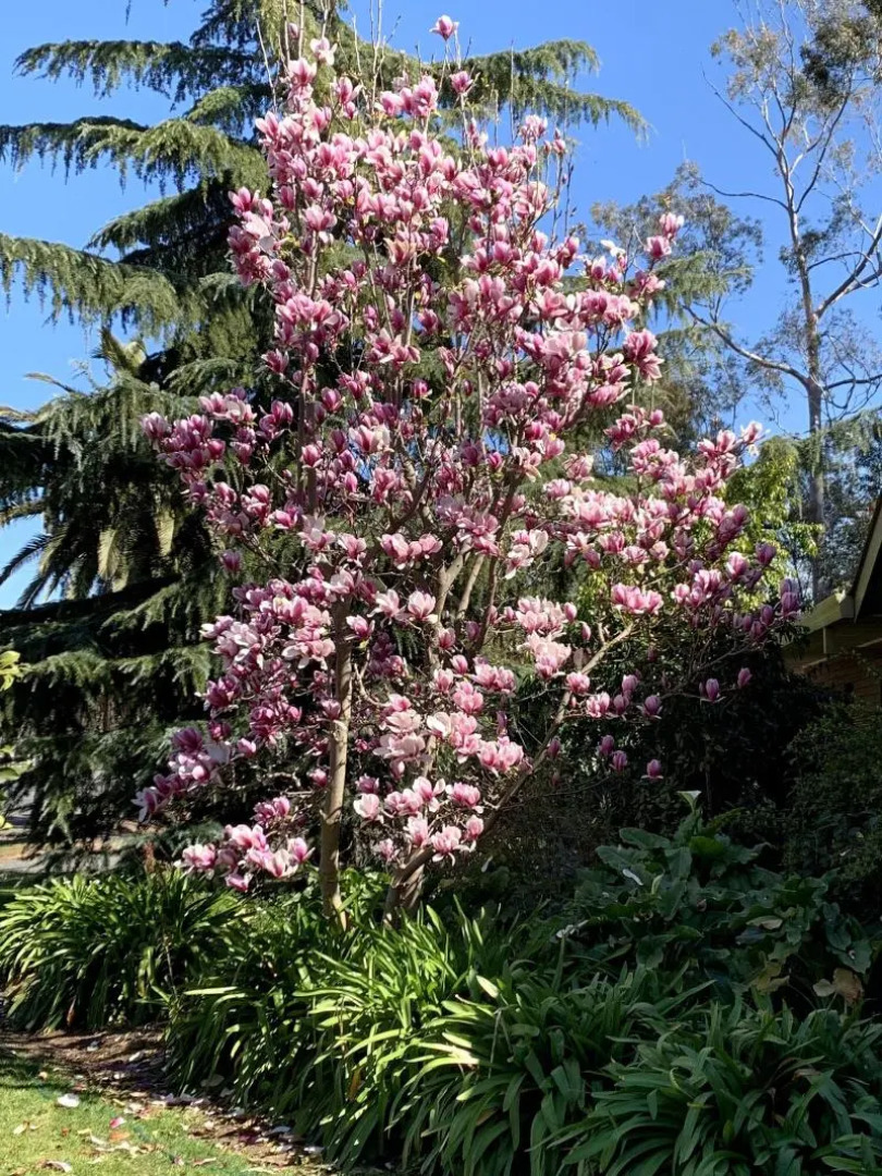 Kingswood Motel  Apartments