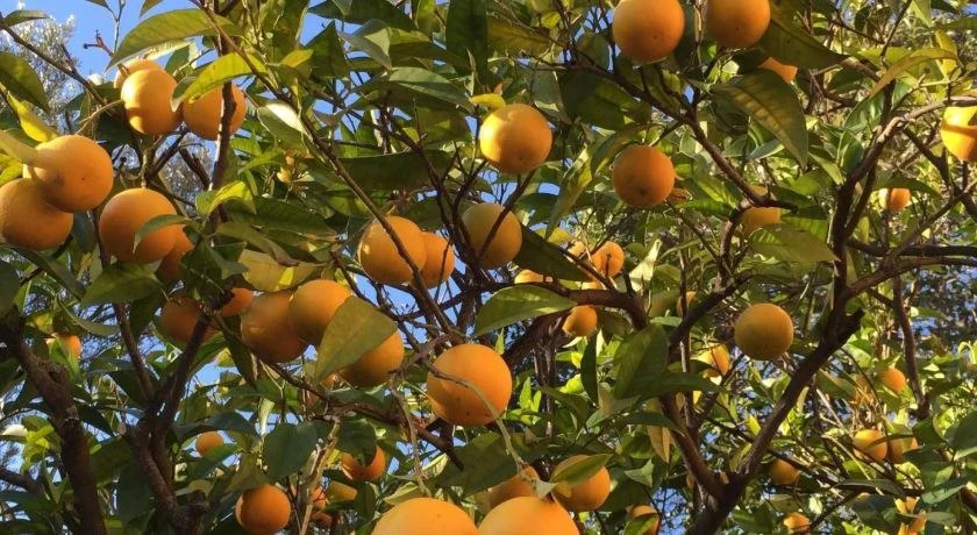 B&B Costa Lupara - Villa Murchio