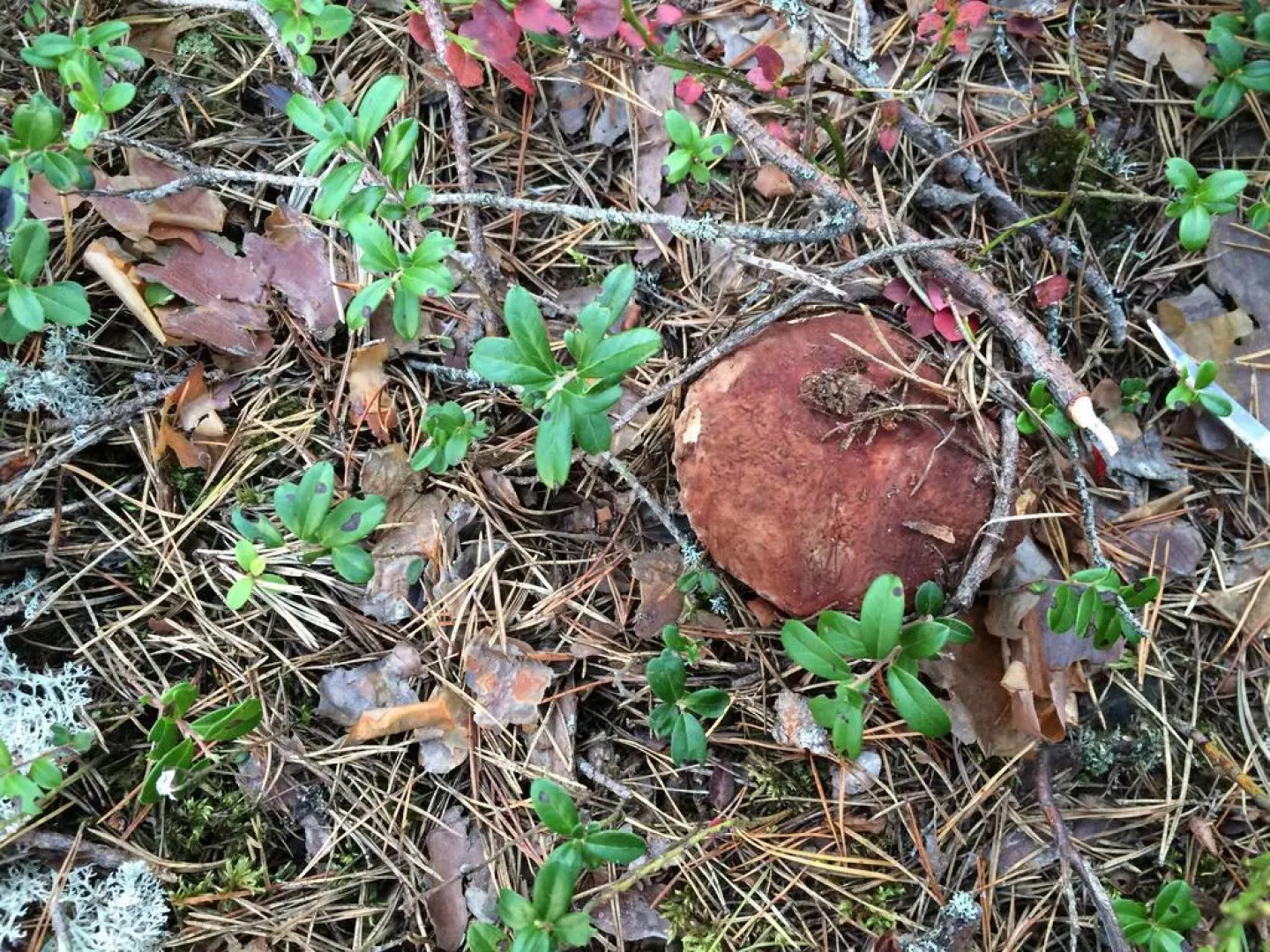 Semeinaya Baza Medvejia Kara