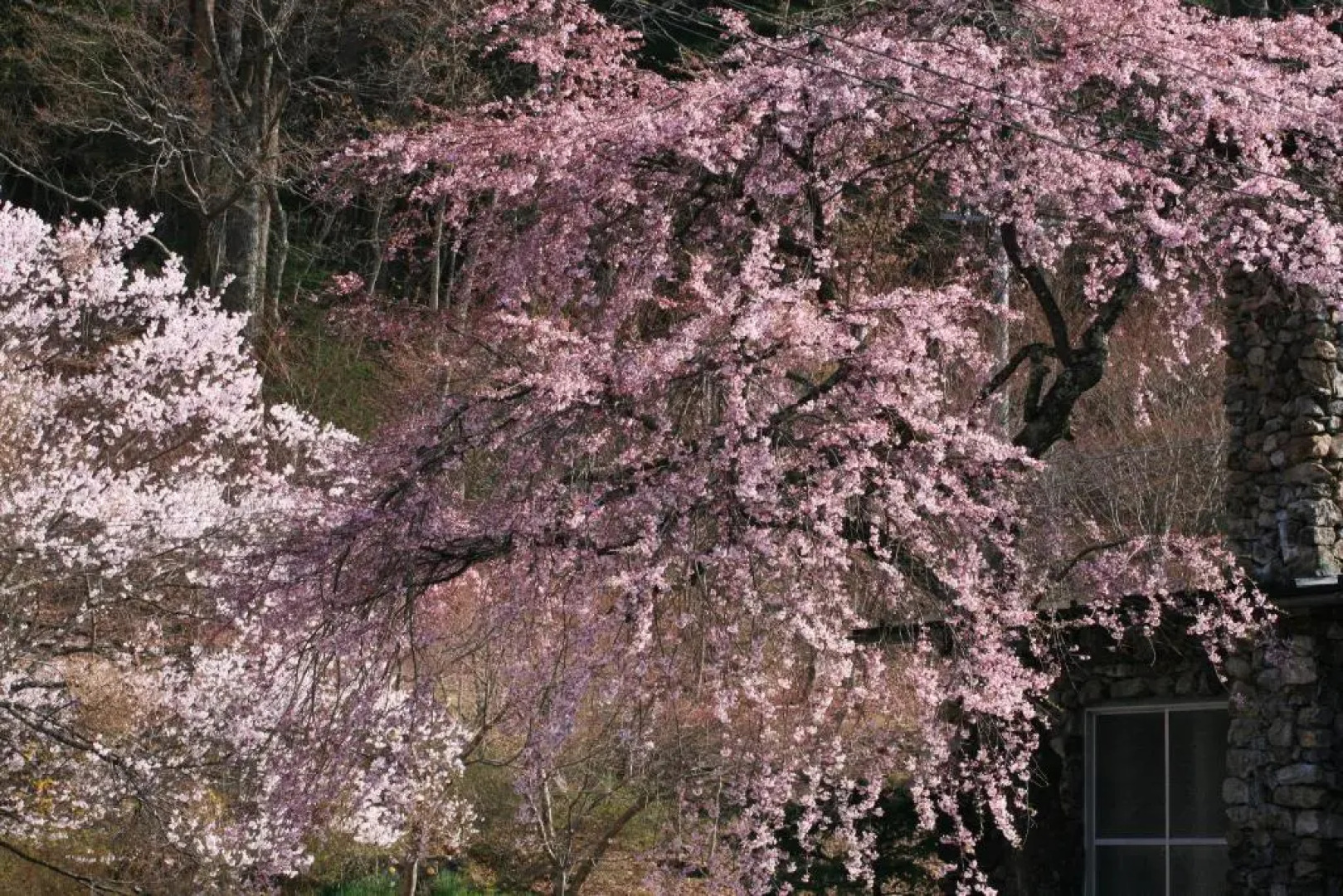 Nukumorino-yado Komanoyu