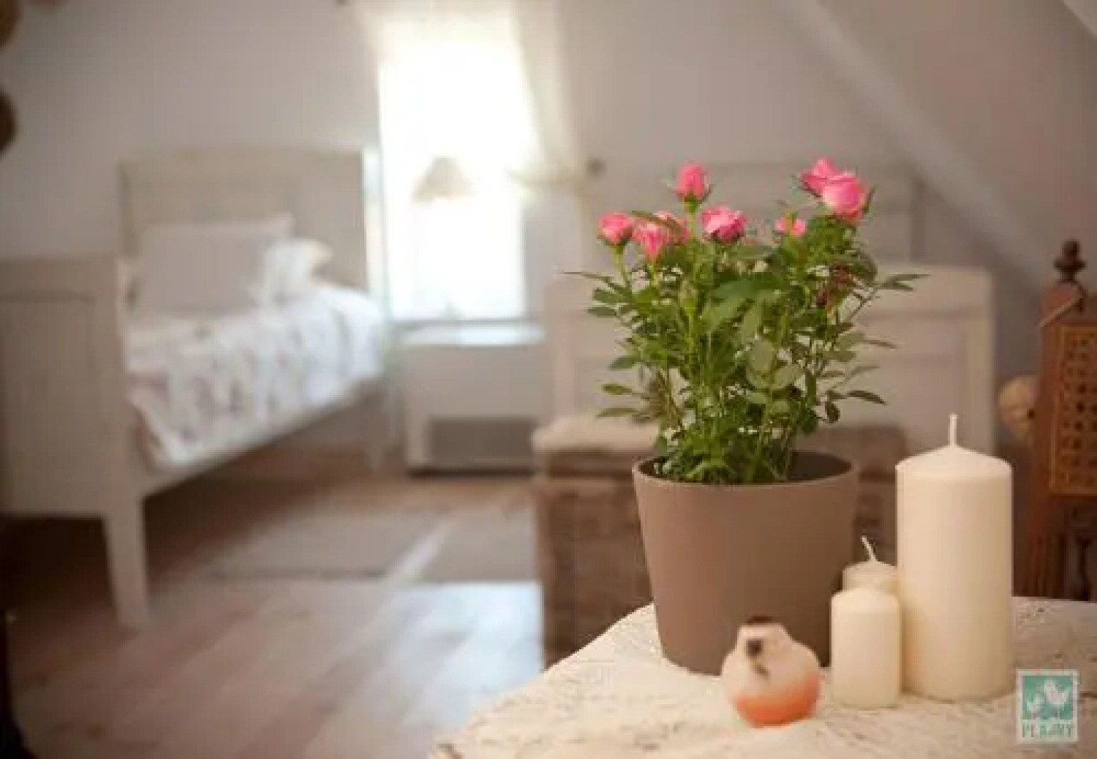 Plajny - Ogród Dobrych Myśli