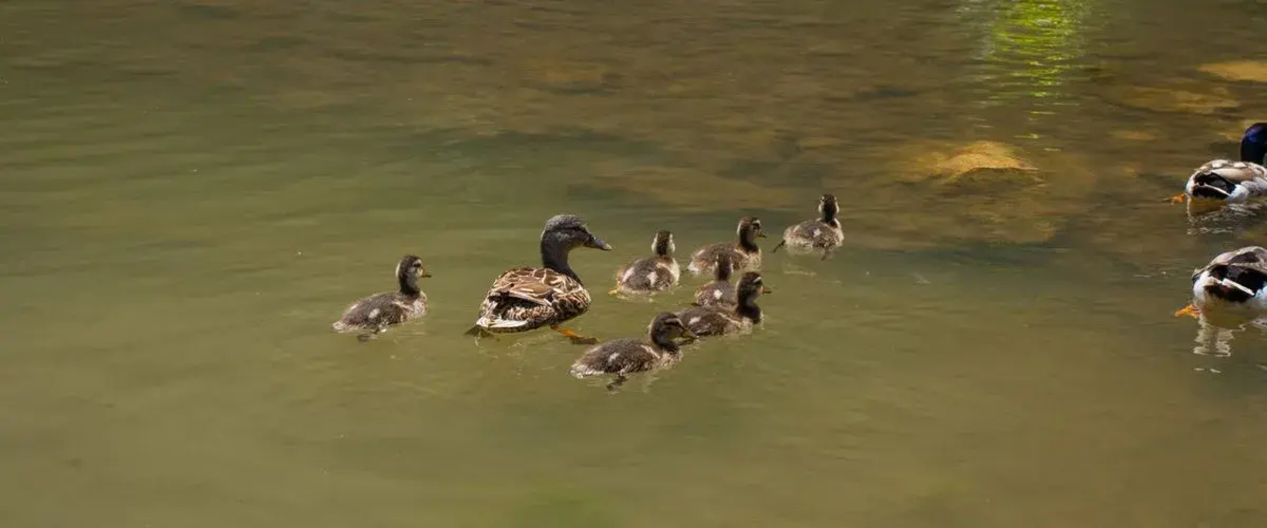 Sosyete Cobani Dogal Yasam Oteli