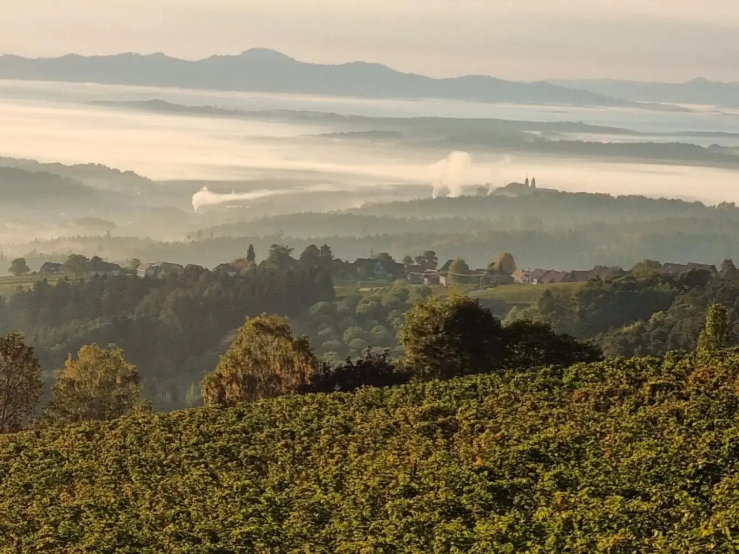 Weinstöckl Hochgrail pures sein