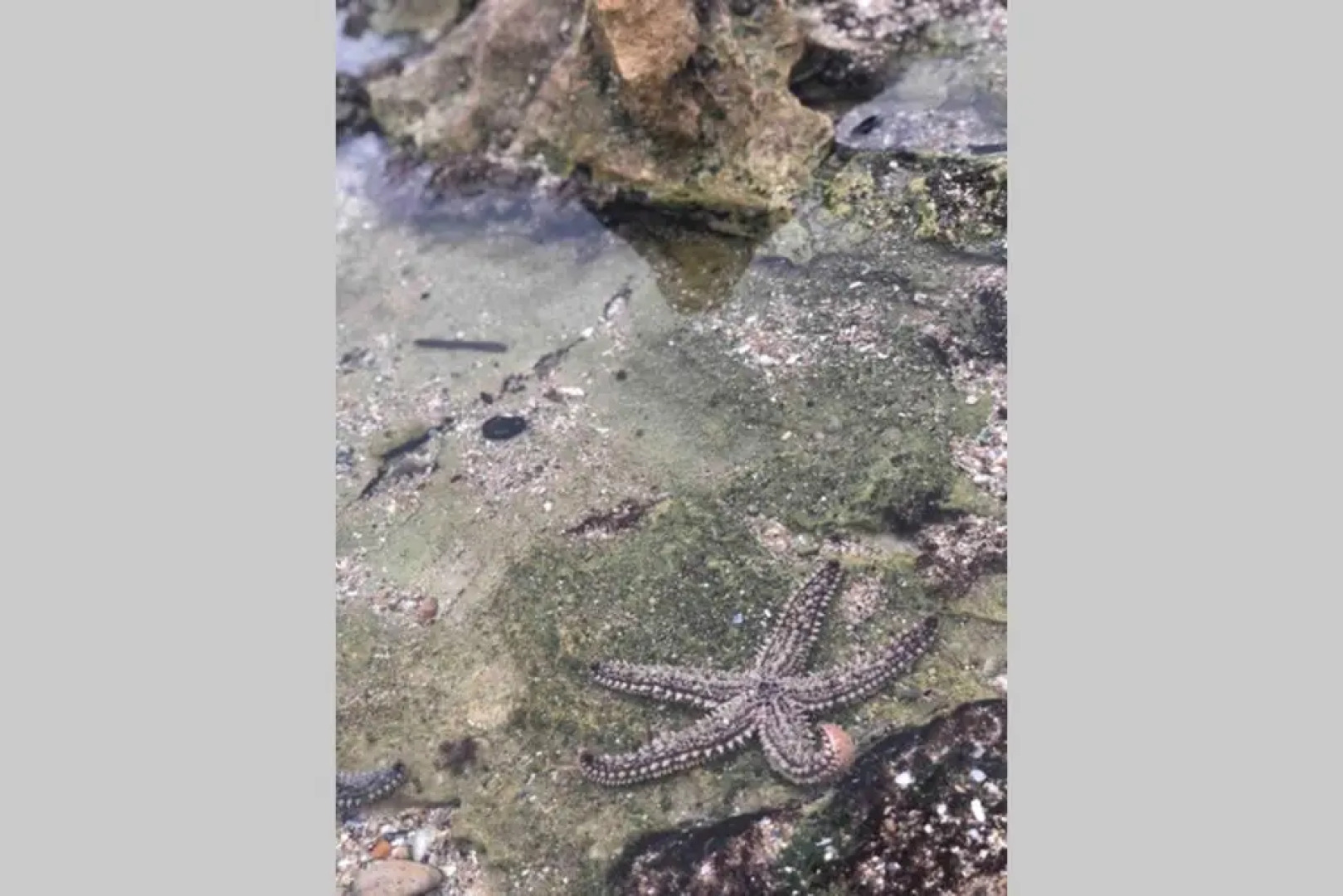 Roes In Vrede - Rust In Peace