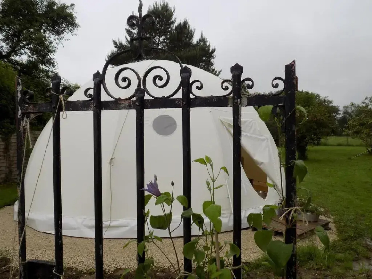 La chouette étoilée