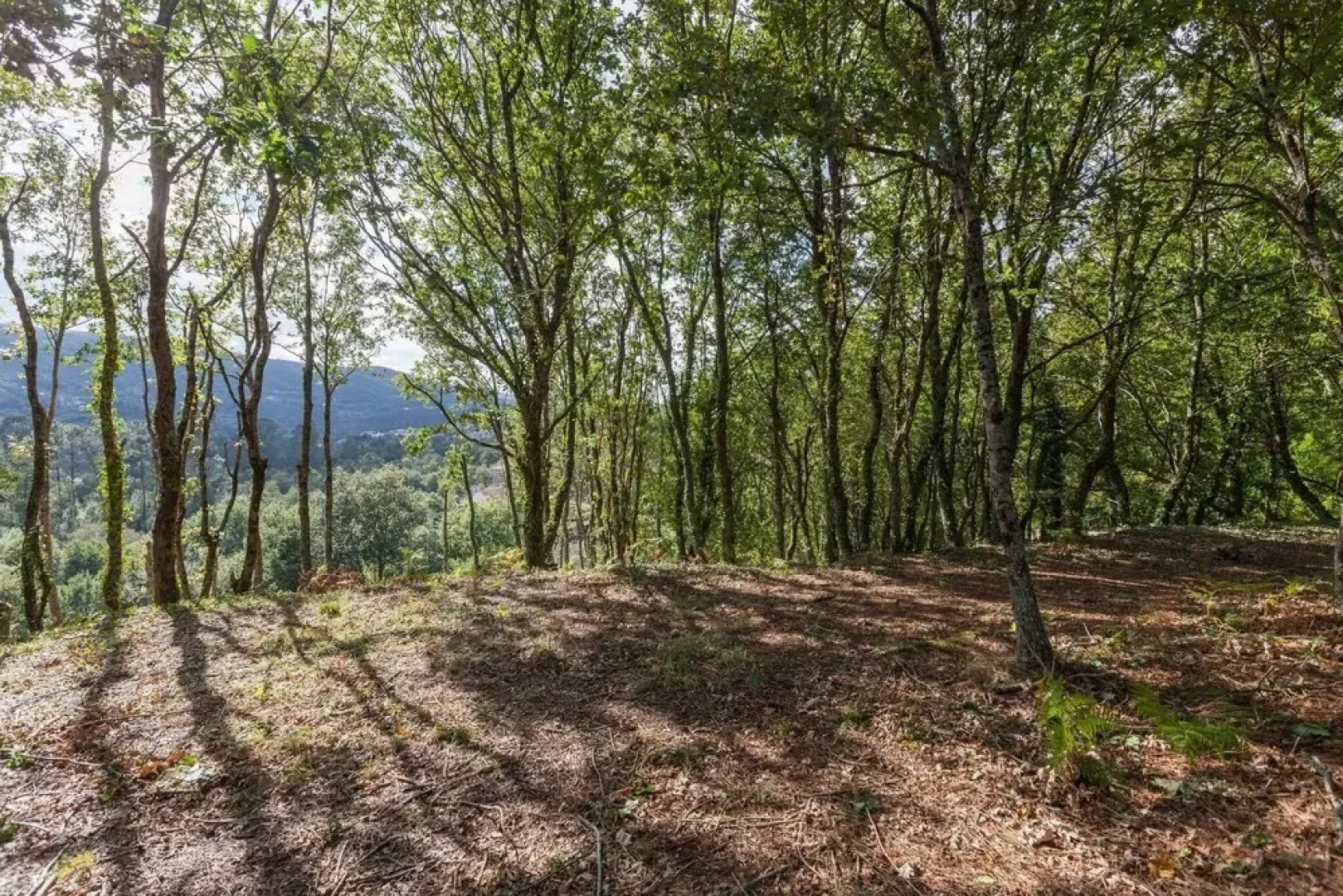 Suite Familiar Conheca O Minho E Descanse Em Plena Natureza