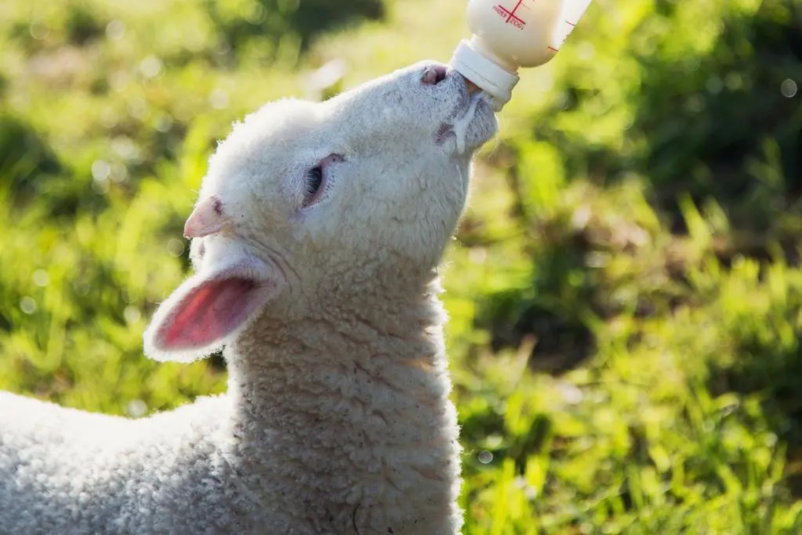 The Burrow at Burrow Wood Farm
