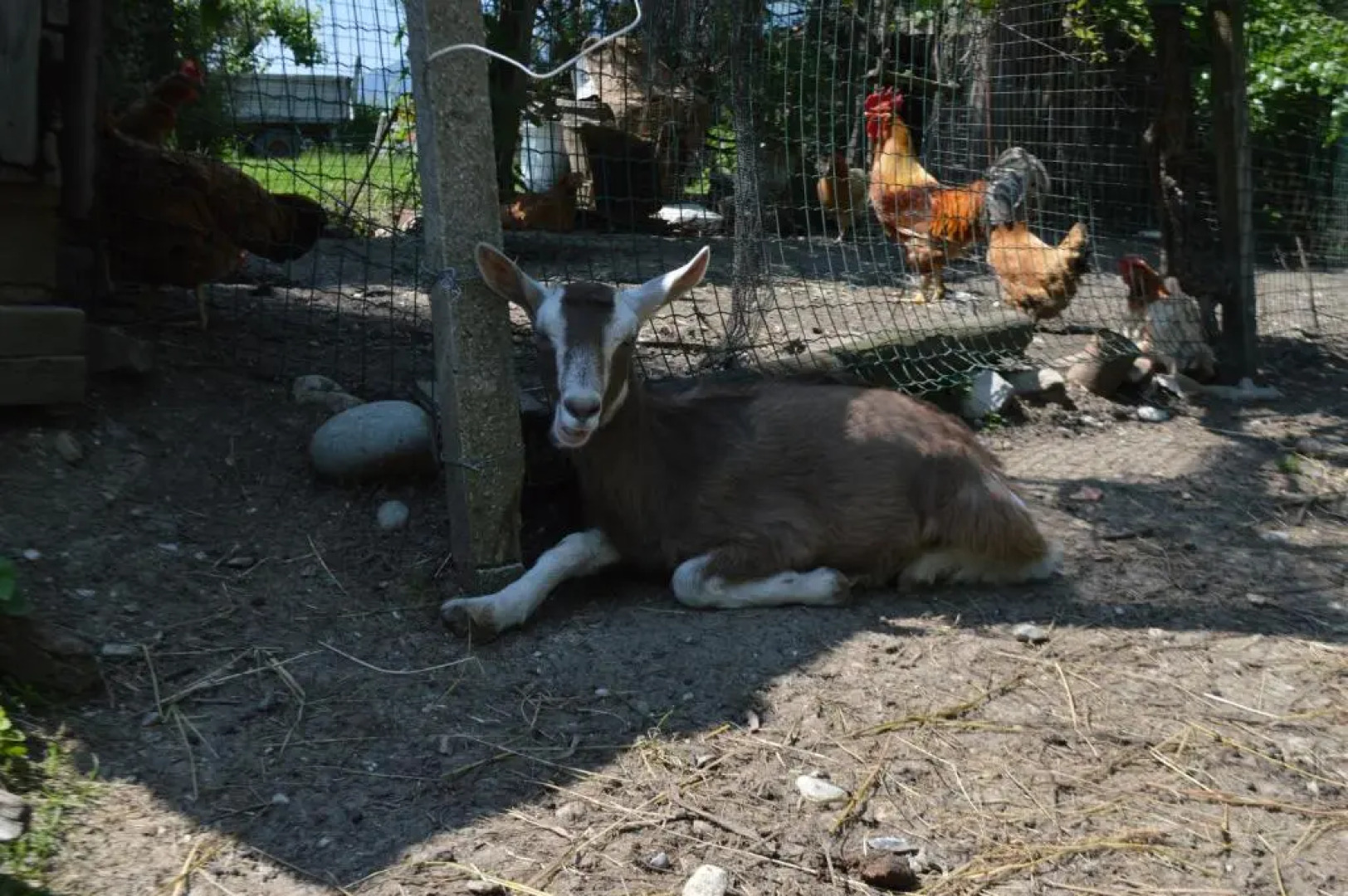 Azienda Agricola Campion