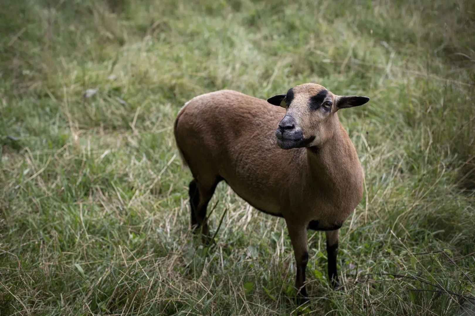 Waldgasthof zum Geländer